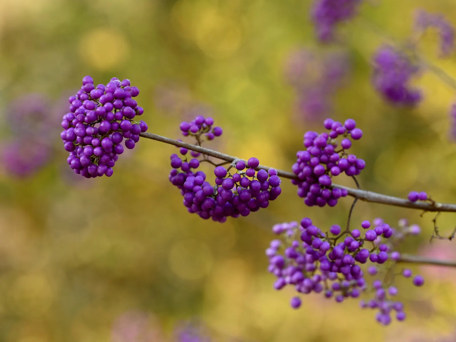 Beautyberry (Callicarpa Bodinieri) — commonly referred to as Beautyberry