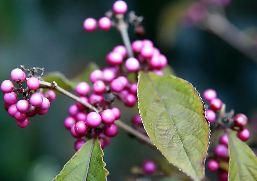 Beautyberry (Callicarpa Bodinieri) — shrub with pink and purple blooms; which are quite subtle when compared to the dramatic show of clustered, image 143