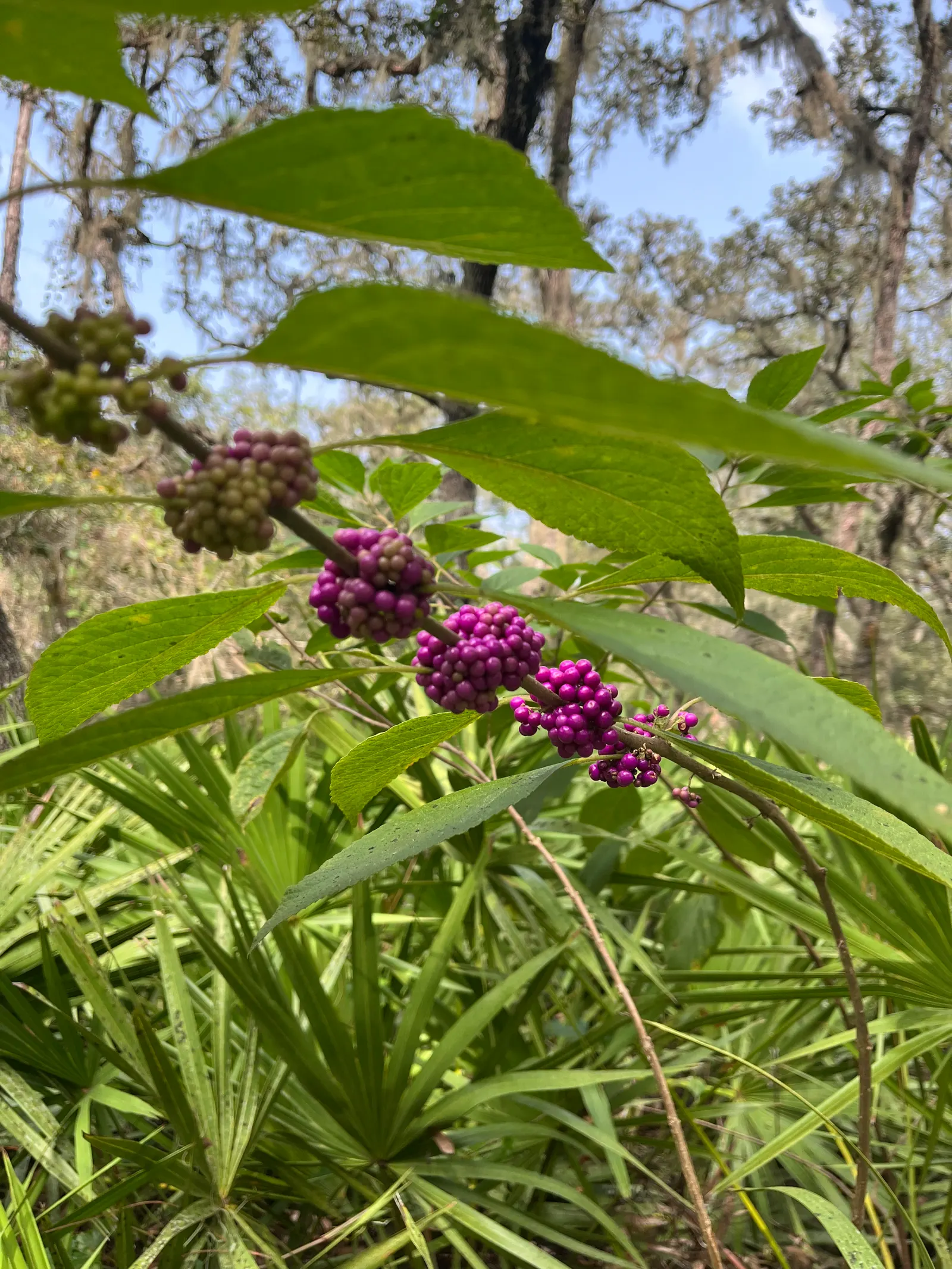 Beautyberry (Callicarpa Bodinieri) — requiring minimal attention once established