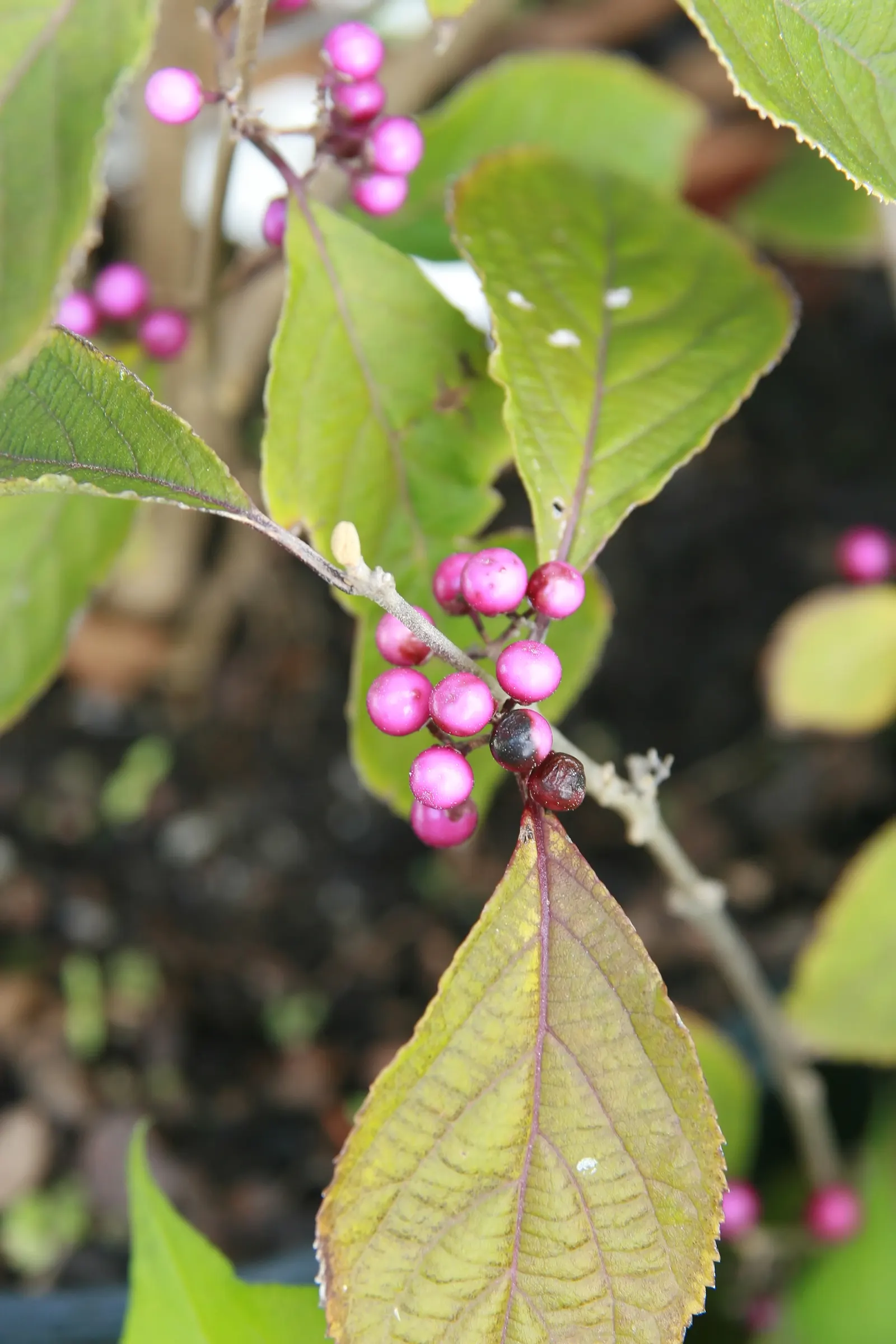 Beautyberry (Callicarpa Bodinieri) — shrub with pink and purple blooms; which are quite subtle when compared to the dramatic show of clustered, image 167