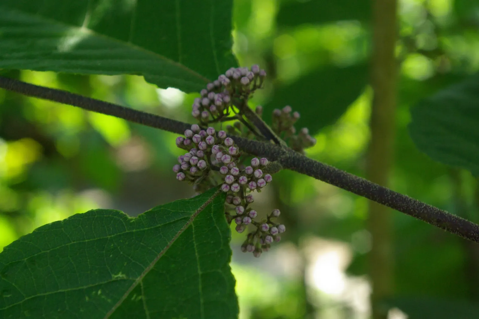 Beautyberry (Callicarpa Bodinieri) — preferring a sunny to part shade location with well-drained soil; this plant typically reaches a mature height, image 156