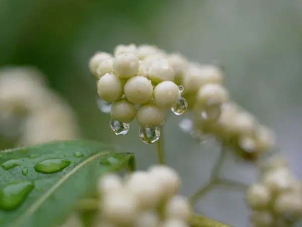 Beautyberry (Callicarpa Bodinieri) — These berry clusters encircle the stems