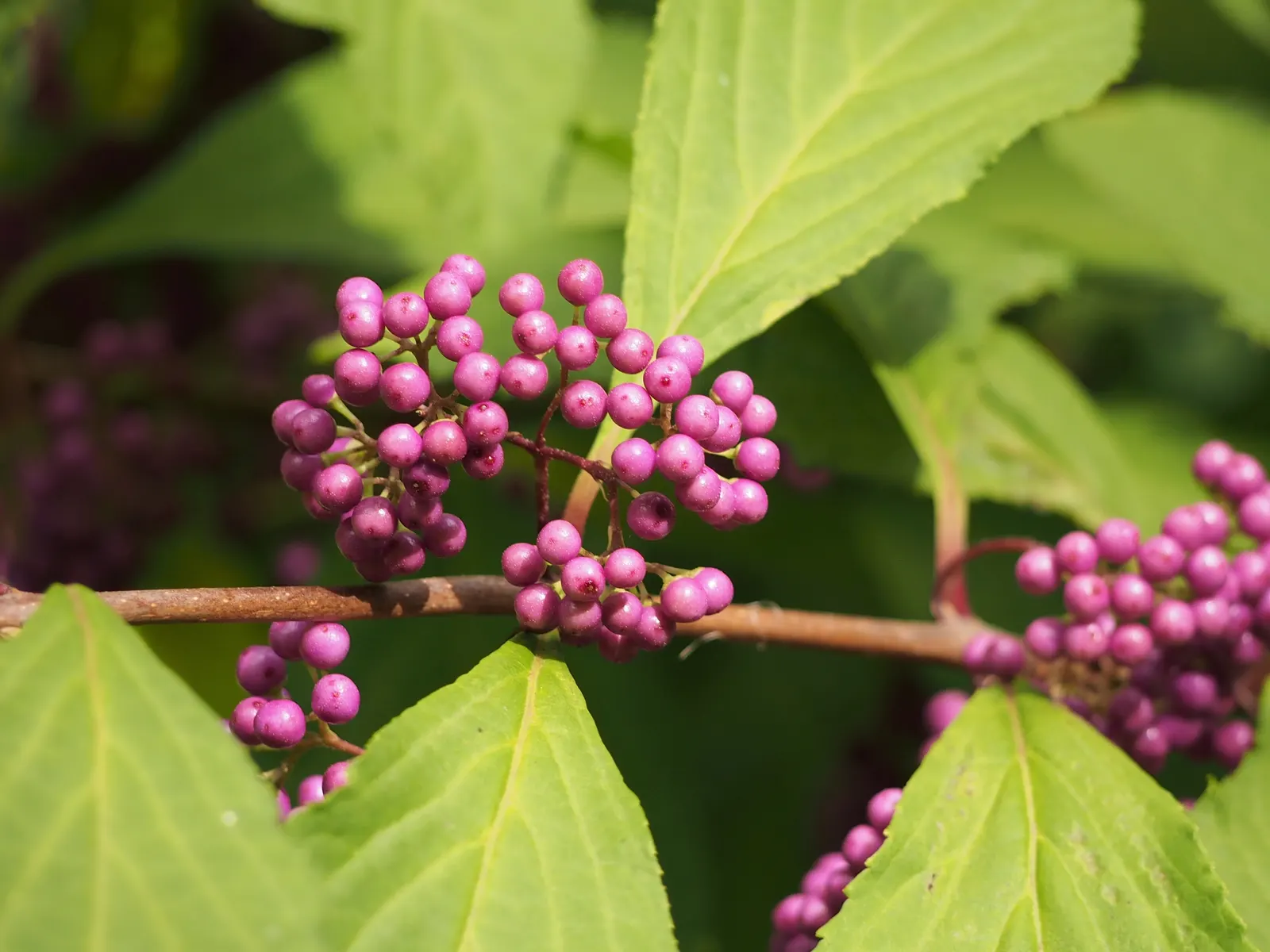 Beautyberry (Callicarpa Bodinieri) — glossy berries that follow; its striking berries attract birds, adding dynamic life to the landscape