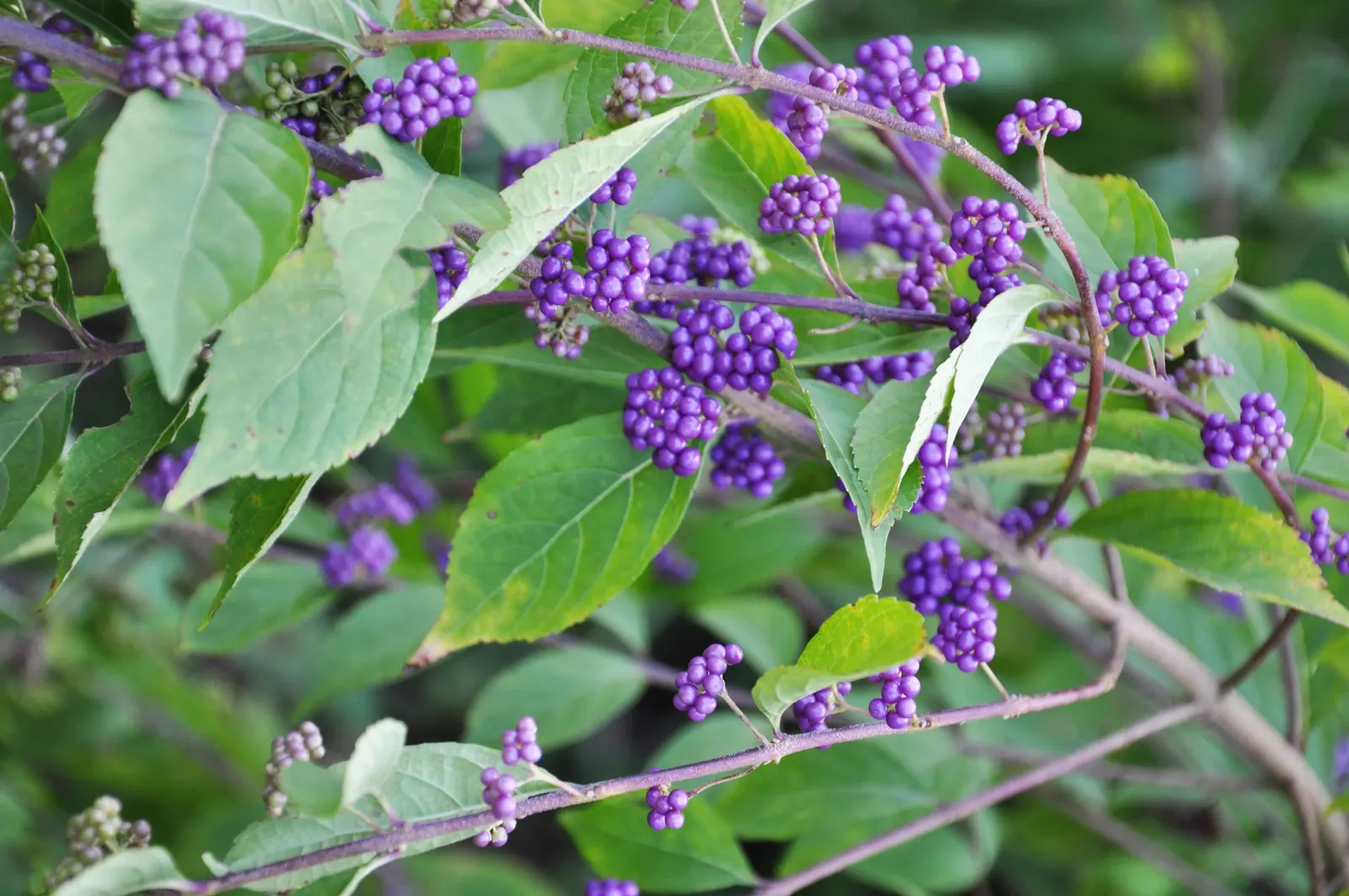 Beautyberry (Callicarpa Bodinieri) — glossy berries that follow; its striking berries attract birds, adding dynamic life to the landscape, image 87