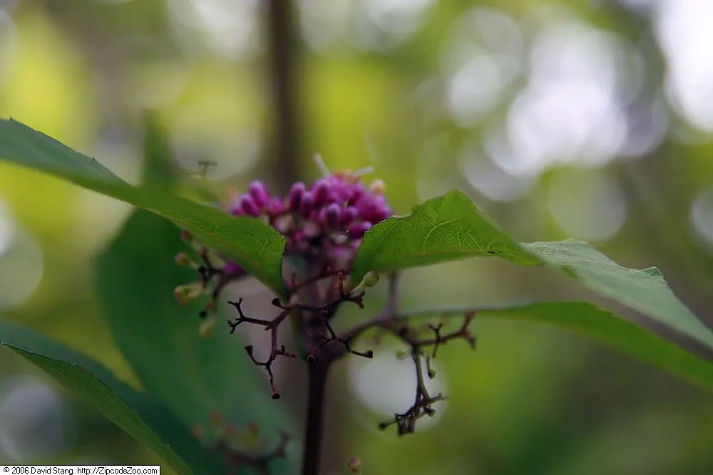 Beautyberry (Callicarpa Bodinieri) — This plant typically reaches a mature height of 3 to 6 feet and spreads out 3 to 5 feet; preferring a sunny to, image 153