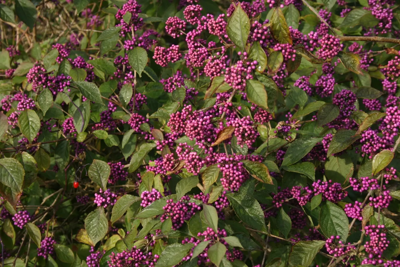 Beautyberry (Callicarpa Bodinieri) — shrub with pink and purple blooms