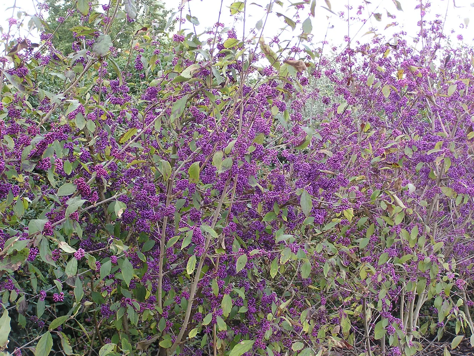Beautyberry (Callicarpa Bodinieri) — preferring a sunny to part shade location with well-drained soil; this plant typically reaches a mature height, image 108