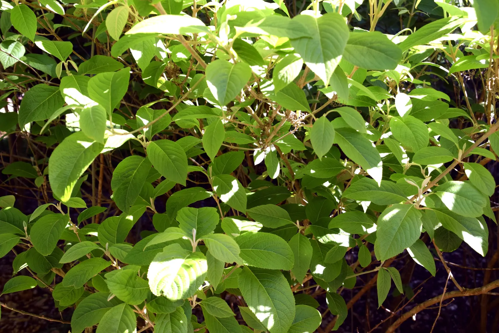 Beautyberry (Callicarpa Bodinieri) — Its striking berries attract birds, adding dynamic life to the landscape