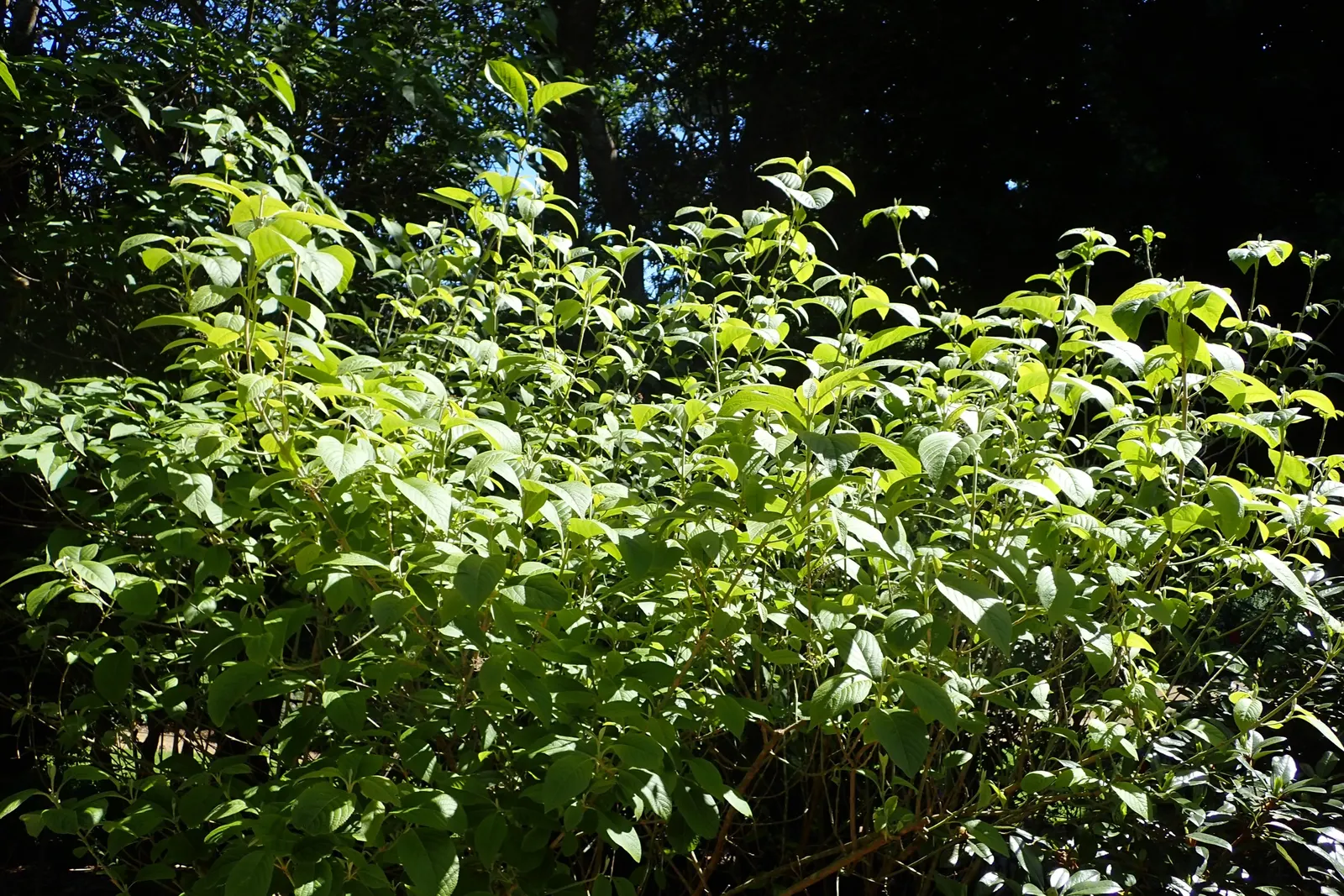Beautyberry (Callicarpa Bodinieri) — preferring a sunny to part shade location with well-drained soil; this plant typically reaches a mature height, image 60