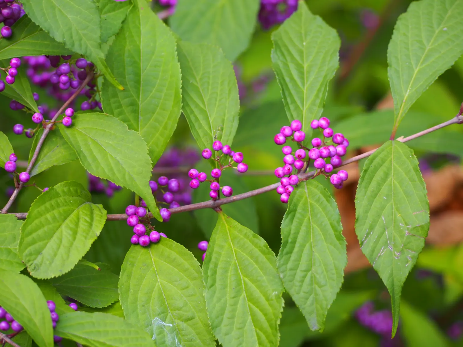 Beautyberry (Callicarpa Bodinieri) — This plant typically reaches a mature height of 3 to 6 feet and spreads out 3 to 5 feet; preferring a sunny to, image 105