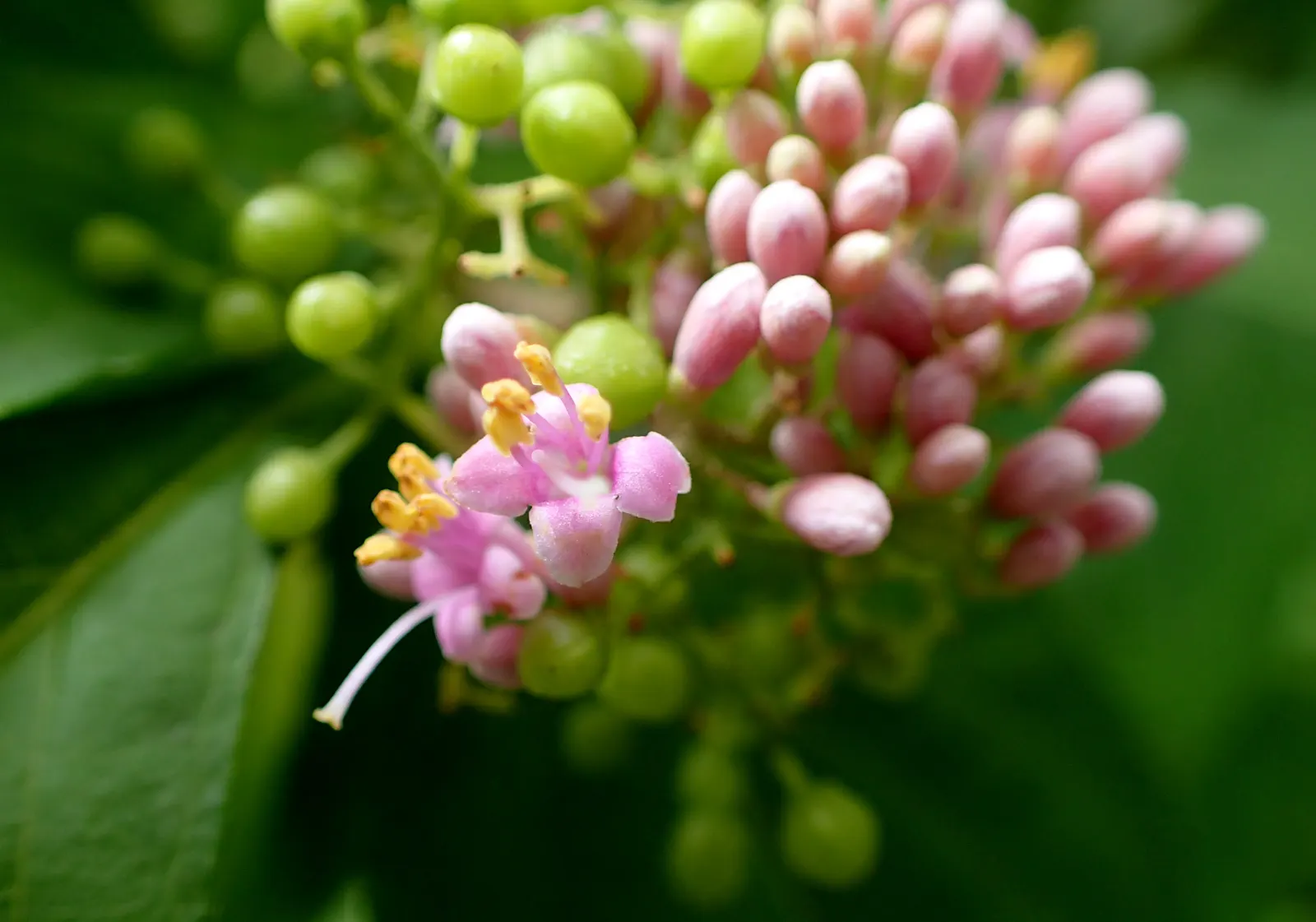 Beautyberry (Callicarpa Bodinieri) — and can attract birds and beneficial wildlife to their garden