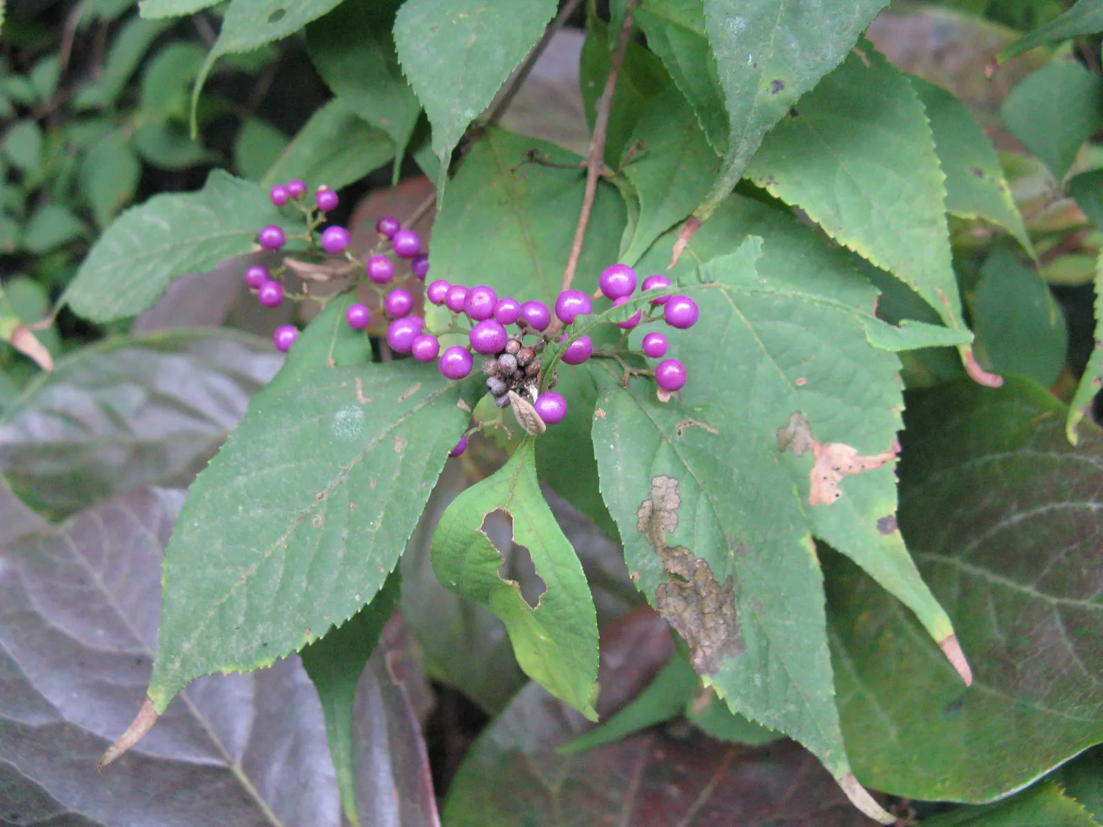 Beautyberry (Callicarpa Bodinieri) — shrub with pink and purple blooms; which are quite subtle when compared to the dramatic show of clustered, image 119
