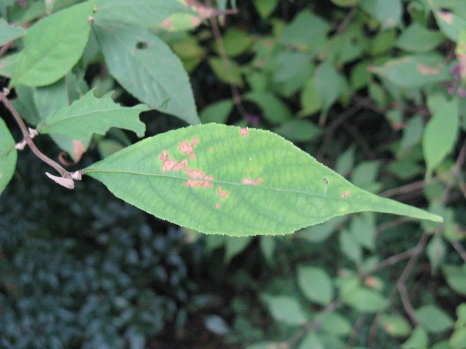 Beautyberry (Callicarpa Bodinieri) — Thriving in full sun to partial shade, it reaches up to 6 ft in height and spread; regular pruning in late, image 123