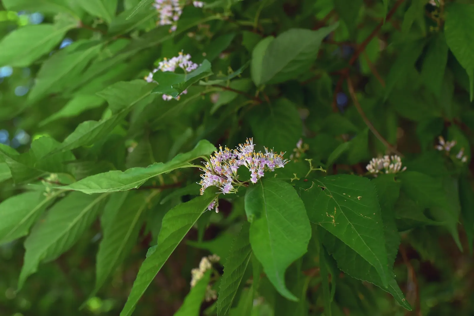 Beautyberry (Callicarpa Bodinieri) — Regular pruning in late winter can enhance the shrub's form and promote vigorous growth; thriving in full sun, image 138