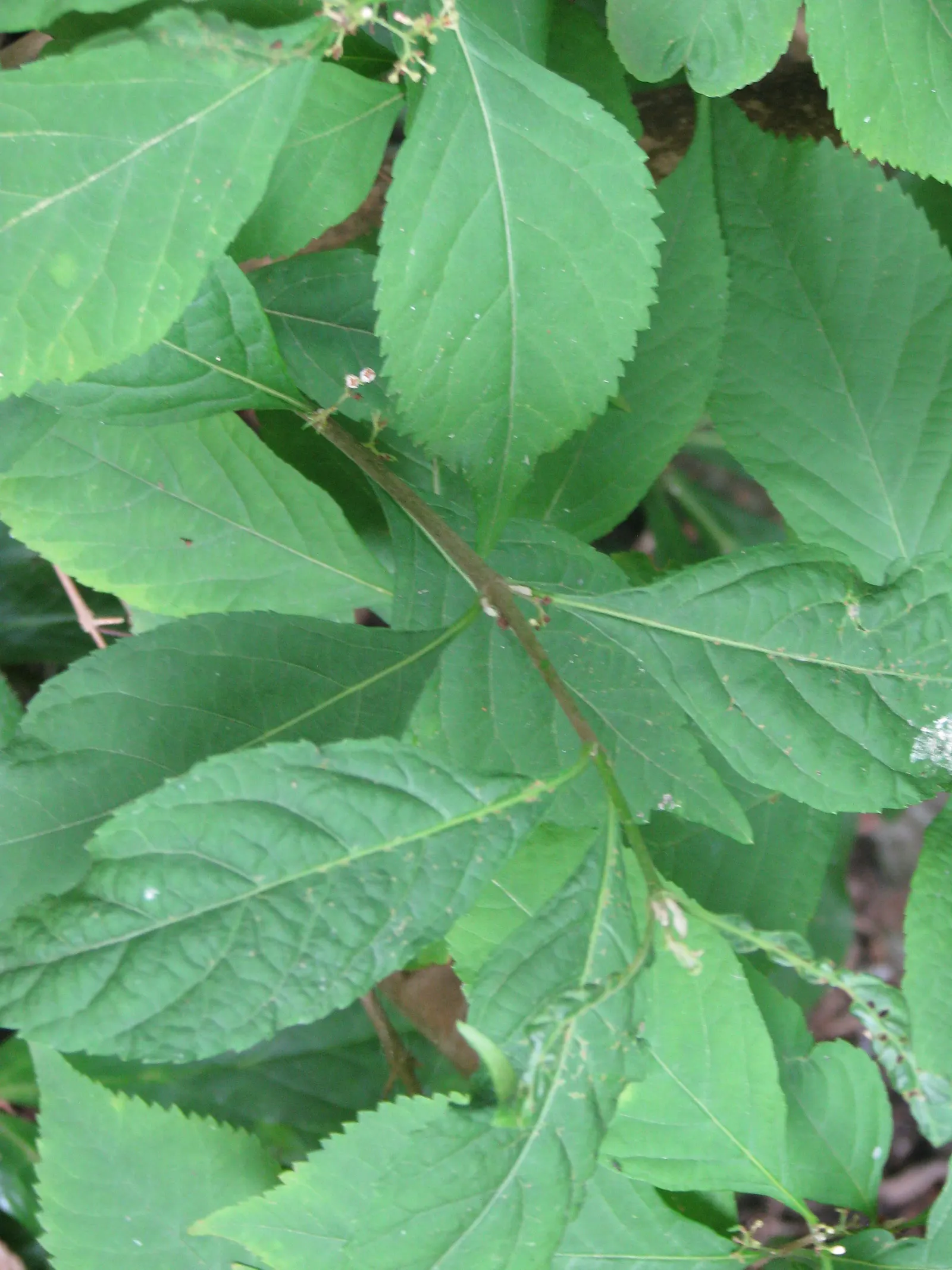 Beautyberry (Callicarpa Bodinieri) — it is recommended to plant the Beautyberry in full sun; requiring minimal attention once established, image 65