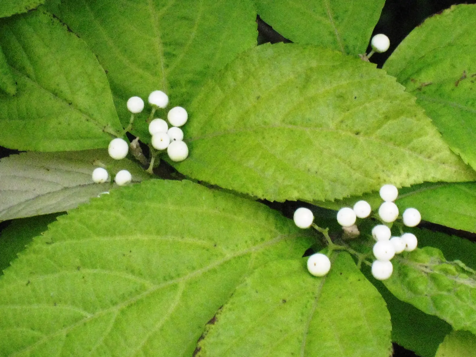 Beautyberry (Callicarpa Bodinieri) — pink and purple flowers in the garden; commonly referred to as Beautyberry, image 94