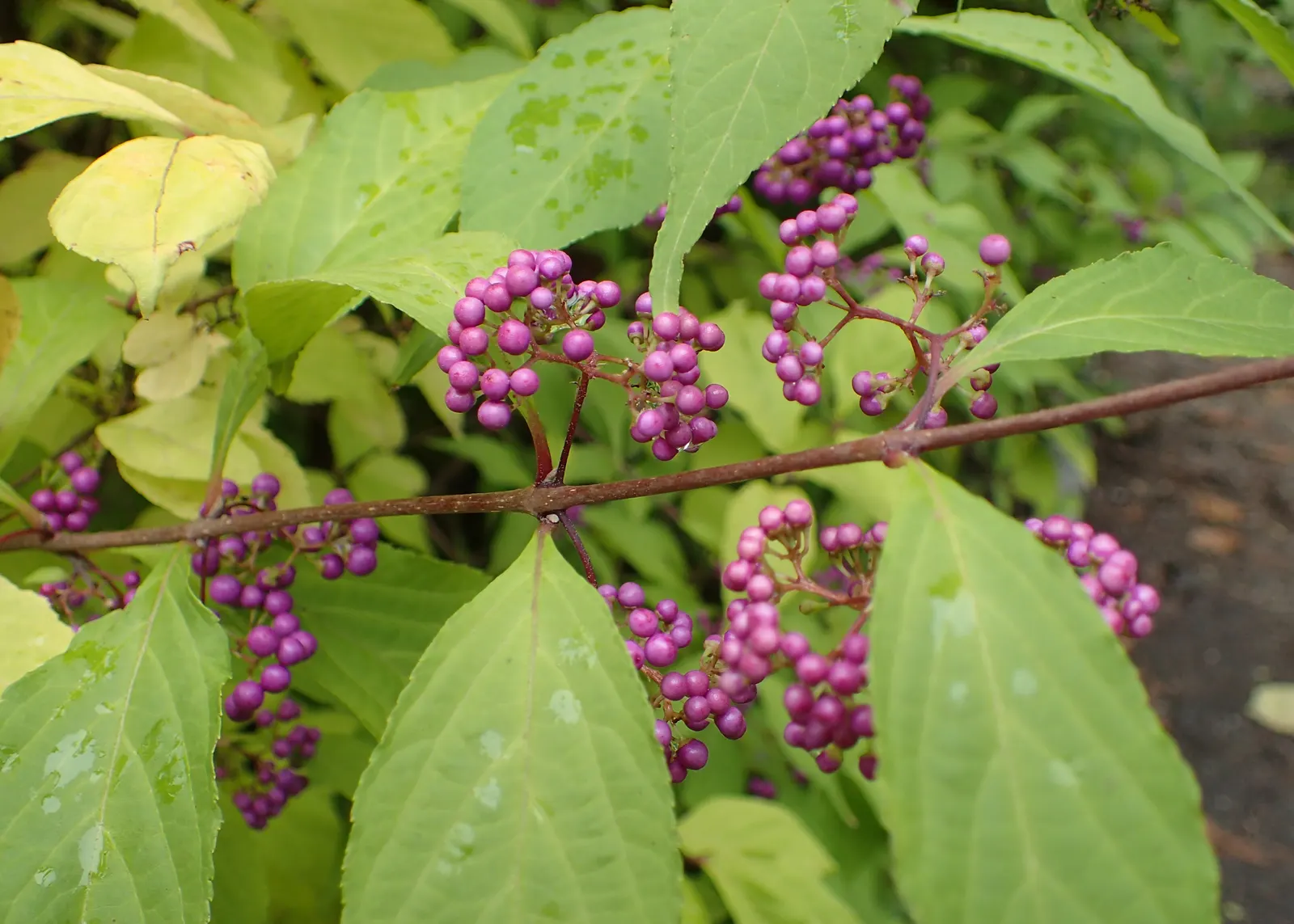 Beautyberry (Callicarpa Bodinieri) — This plant typically reaches a mature height of 3 to 6 feet and spreads out 3 to 5 feet; preferring a sunny to, image 57
