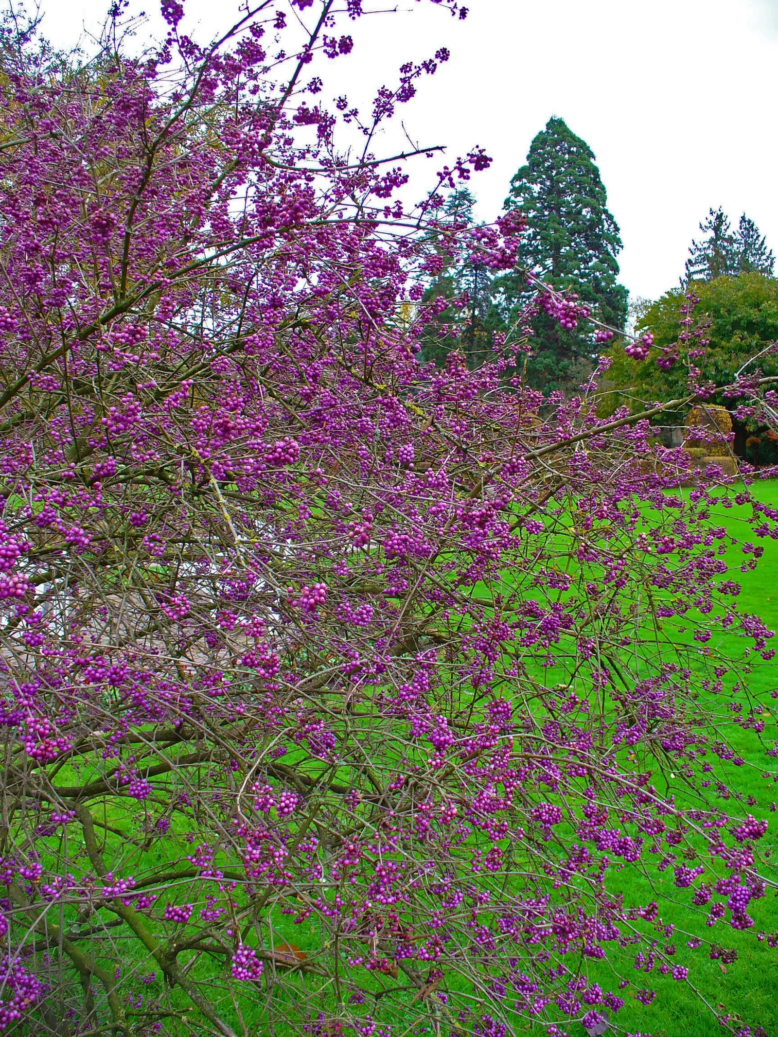 Beautyberry (Callicarpa Bodinieri) — shrub for full or half; and can attract birds and beneficial wildlife to their garden, image 72