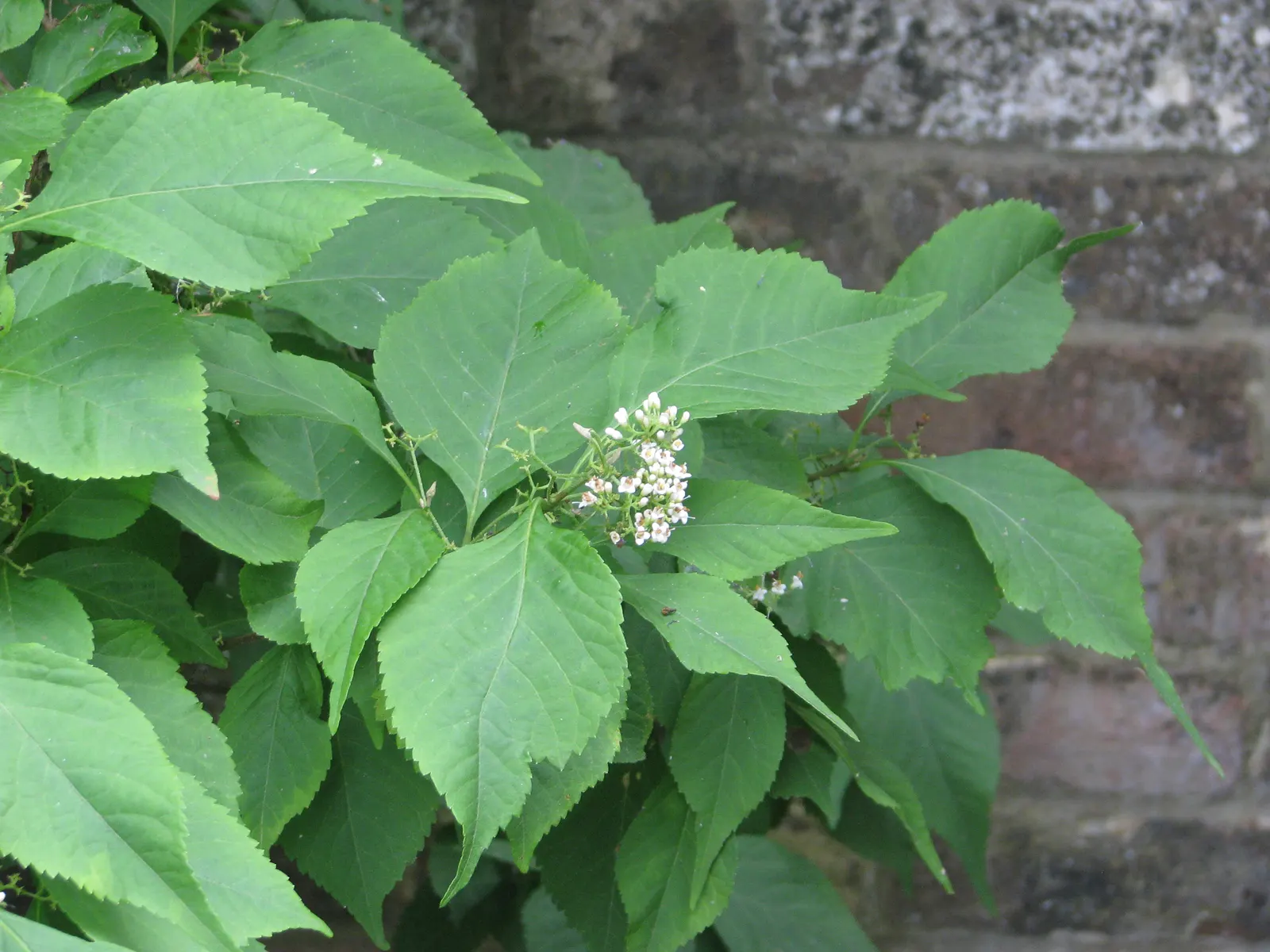 Beautyberry (Callicarpa Bodinieri) — is a deciduous shrub boasting clusters of vibrant purple berries in fall; hardy in USDA zones 5-8, it requires