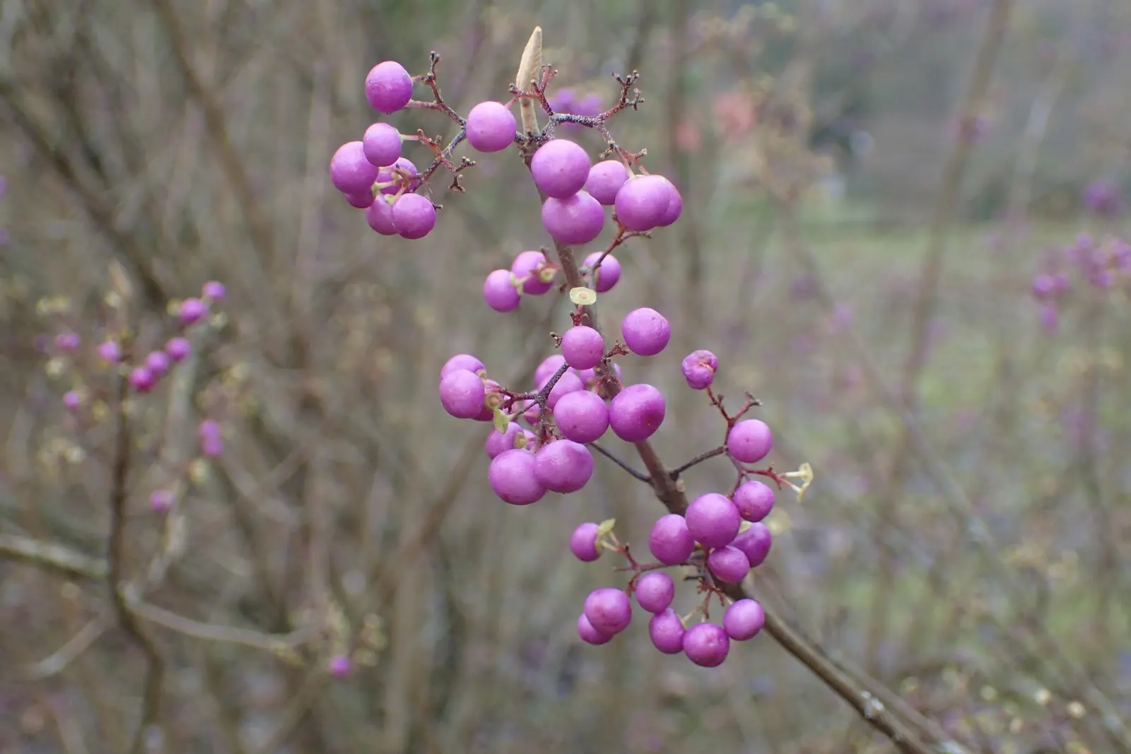 Beautyberry (Callicarpa Bodinieri) — Prune in late winter to maintain shape; is a striking deciduous shrub known for its vibrant display of purple, image 101