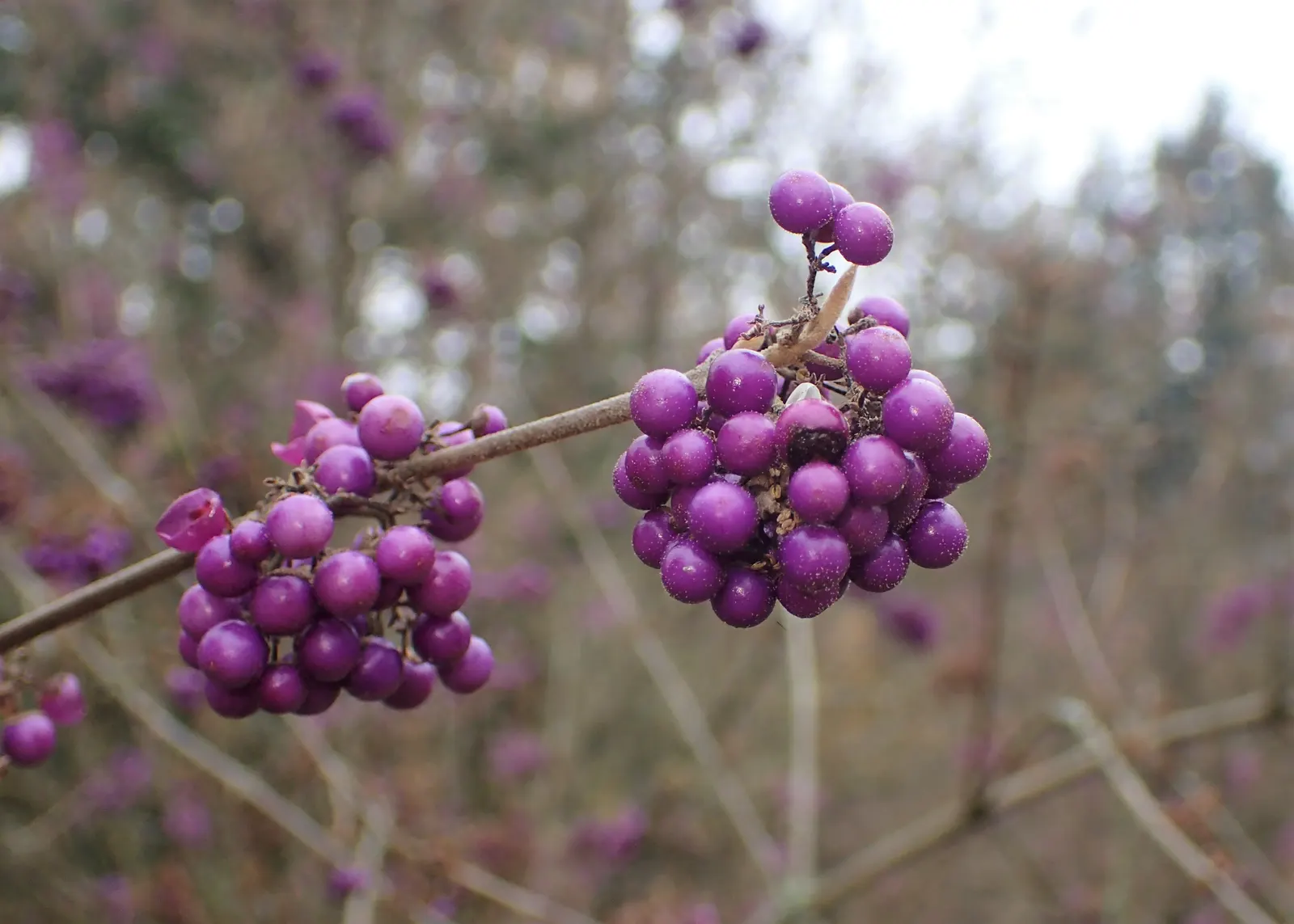 Beautyberry (Callicarpa Bodinieri) — after delicate pink flowers in summer; it thrives in USDA hardiness zones 5 through 8