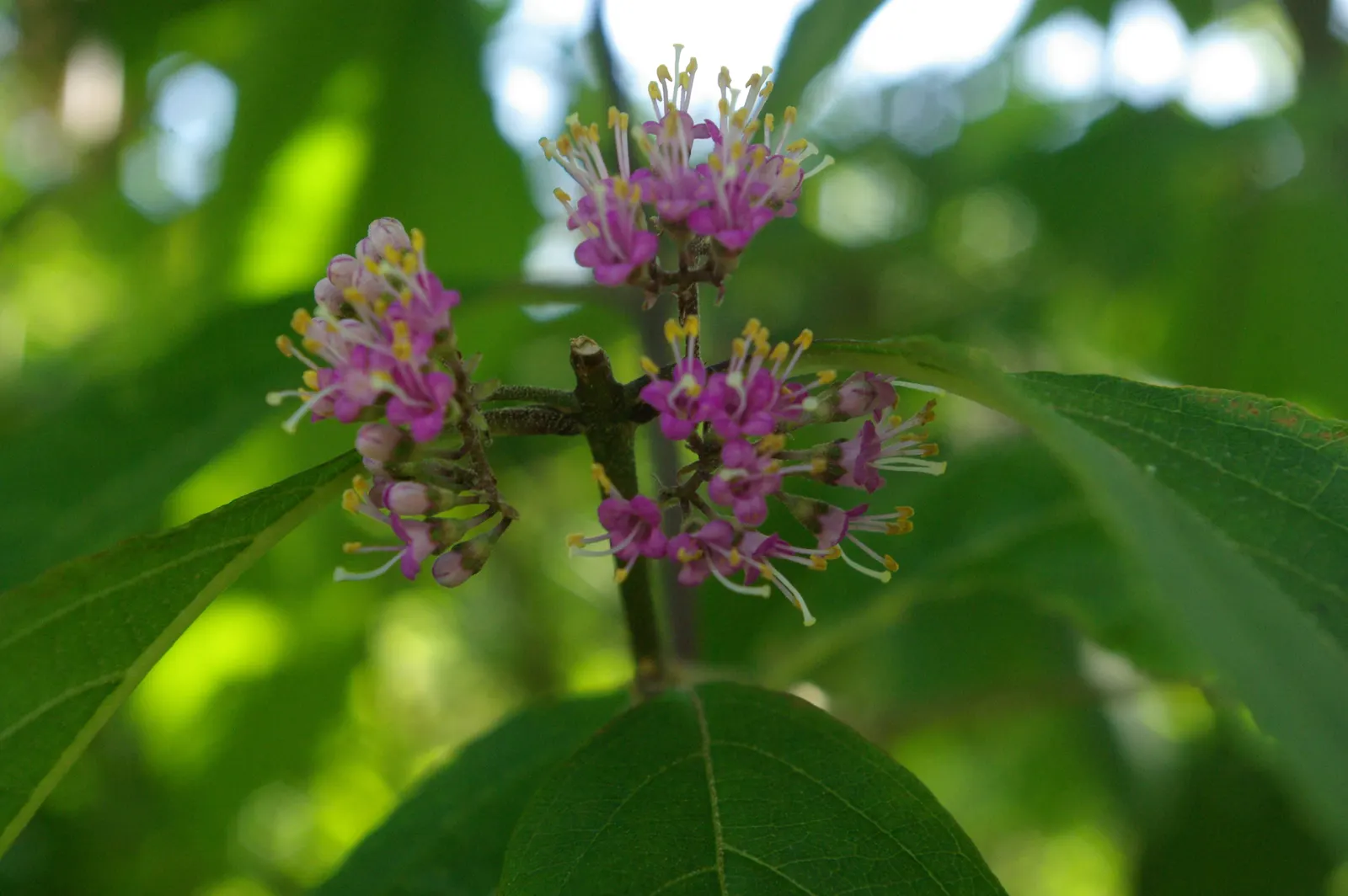 Beautyberry (Callicarpa Bodinieri) — and can attract birds and beneficial wildlife to their garden; shrub for full or half, image 93