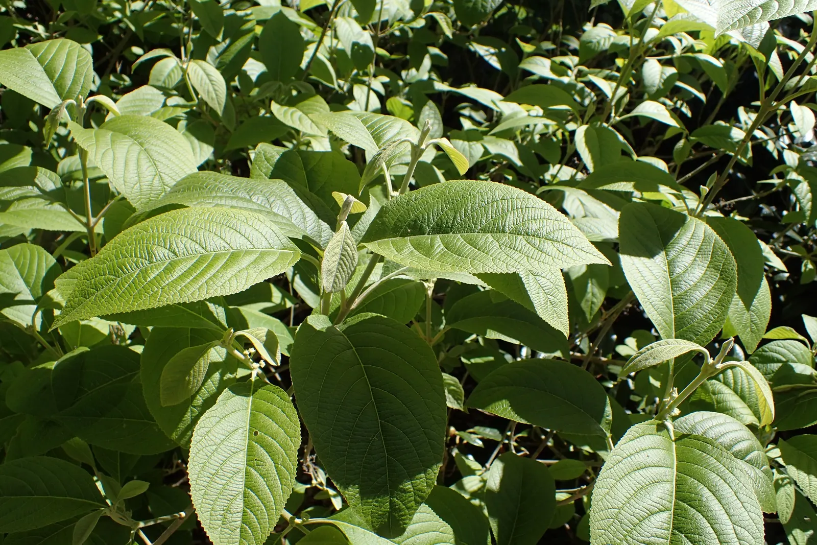 Beautyberry (Callicarpa Bodinieri) — Thriving in full sun to partial shade, it reaches up to 6 ft in height and spread; regular pruning in late winter can