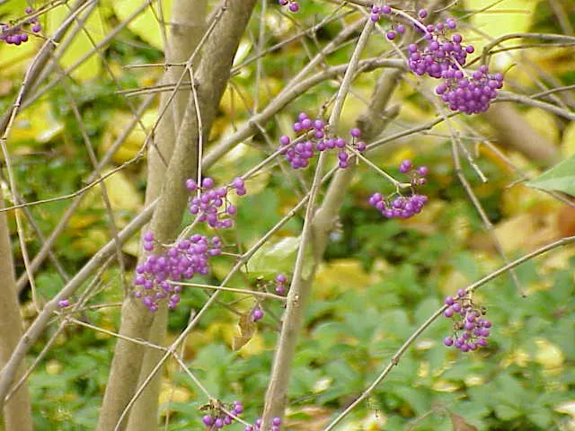 Beautyberry (Callicarpa Bodinieri) — after delicate pink flowers in summer; it thrives in USDA hardiness zones 5 through 8, image 122