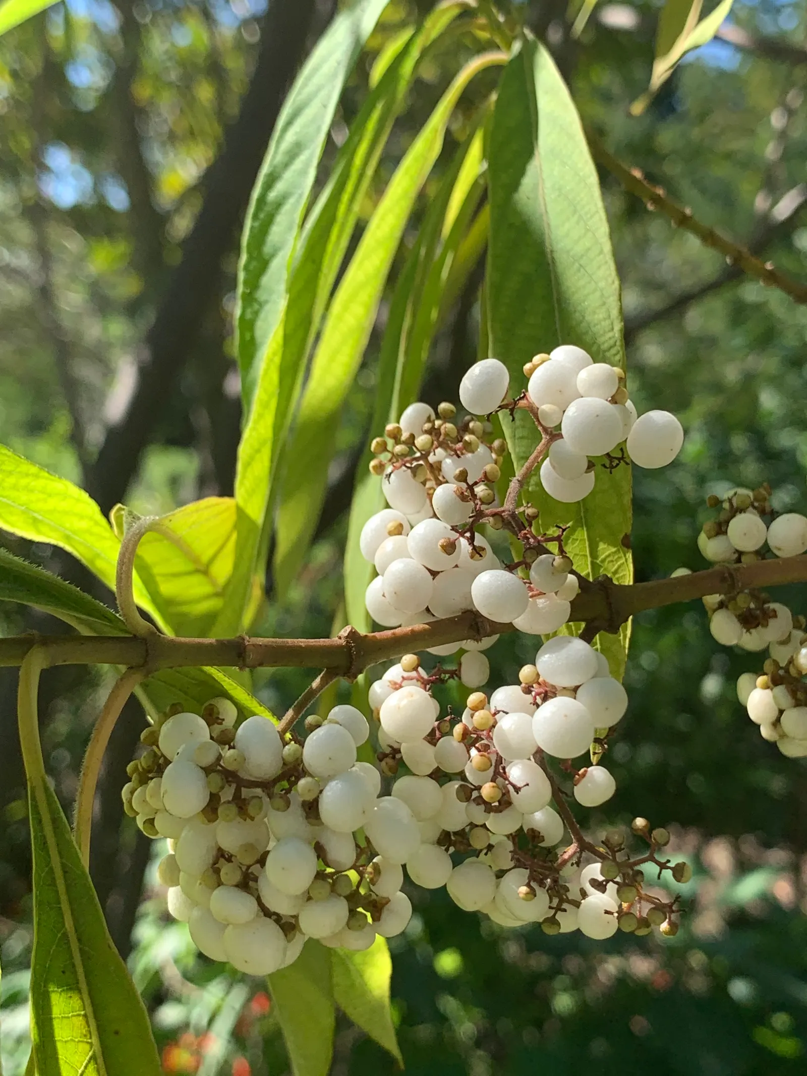 Beautyberry (Callicarpa Bodinieri) — commonly referred to as Beautyberry; pink and purple flowers in the garden, image 103