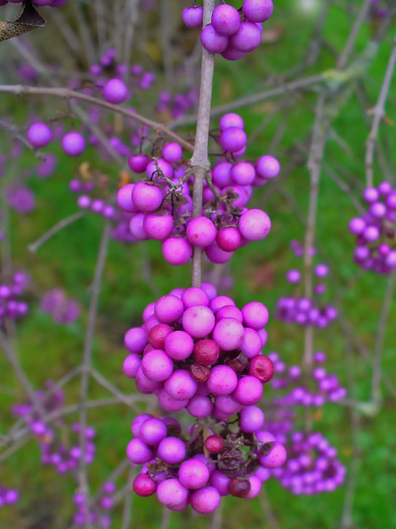 Beautyberry (Callicarpa Bodinieri) — Prune in late winter to maintain shape; is a striking deciduous shrub known for its vibrant display of purple, image 149