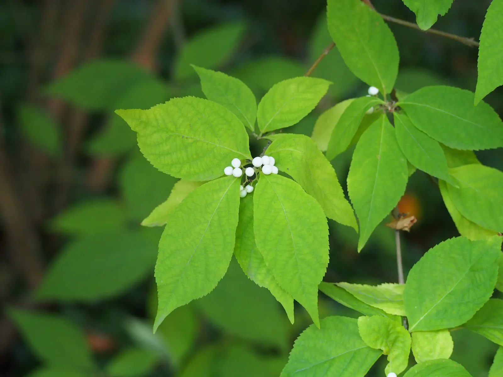 Beautyberry (Callicarpa Bodinieri) — shrub for full or half