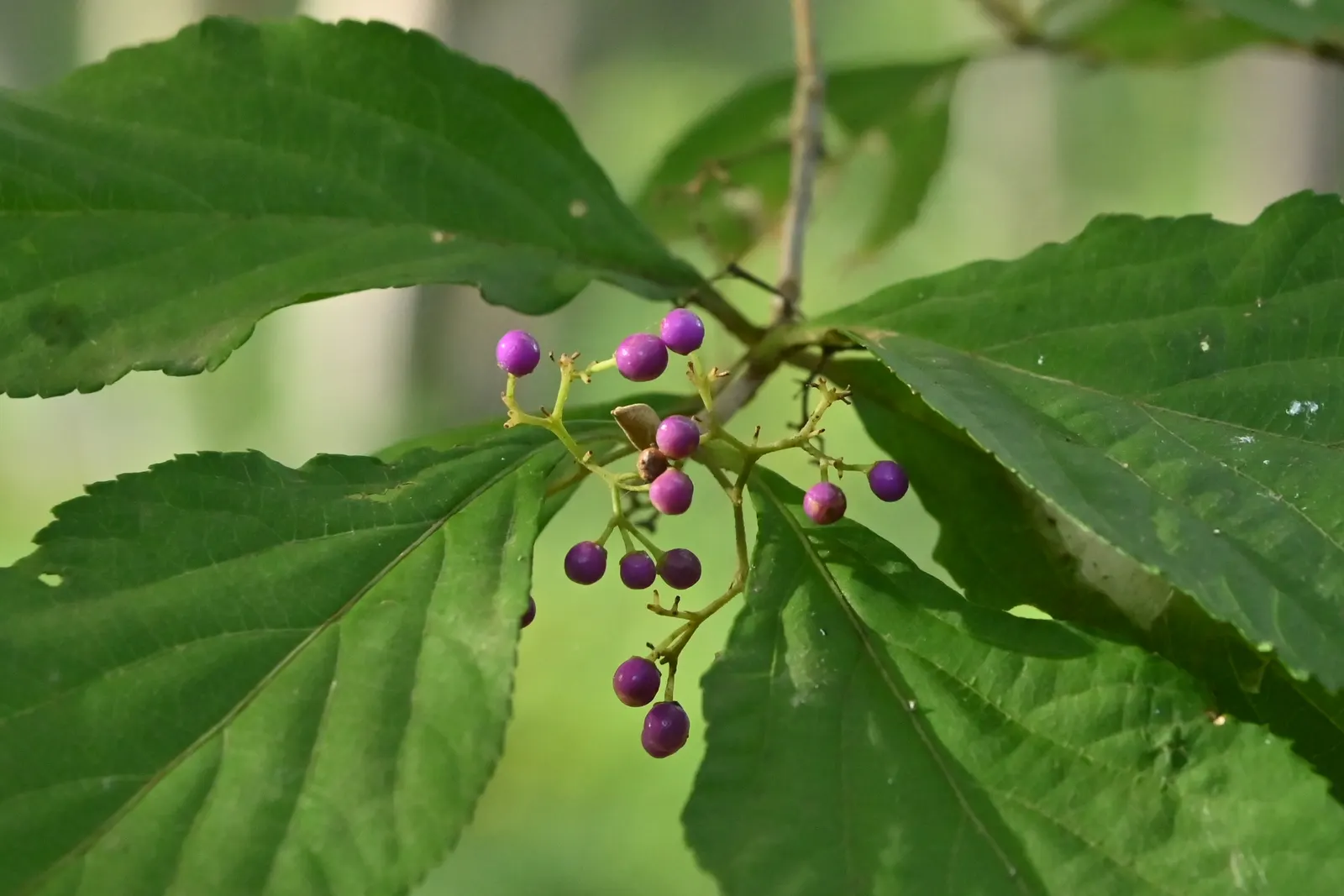 Beautyberry (Callicarpa Bodinieri) — requiring minimal attention once established; it is recommended to plant the Beautyberry in full sun, image 68