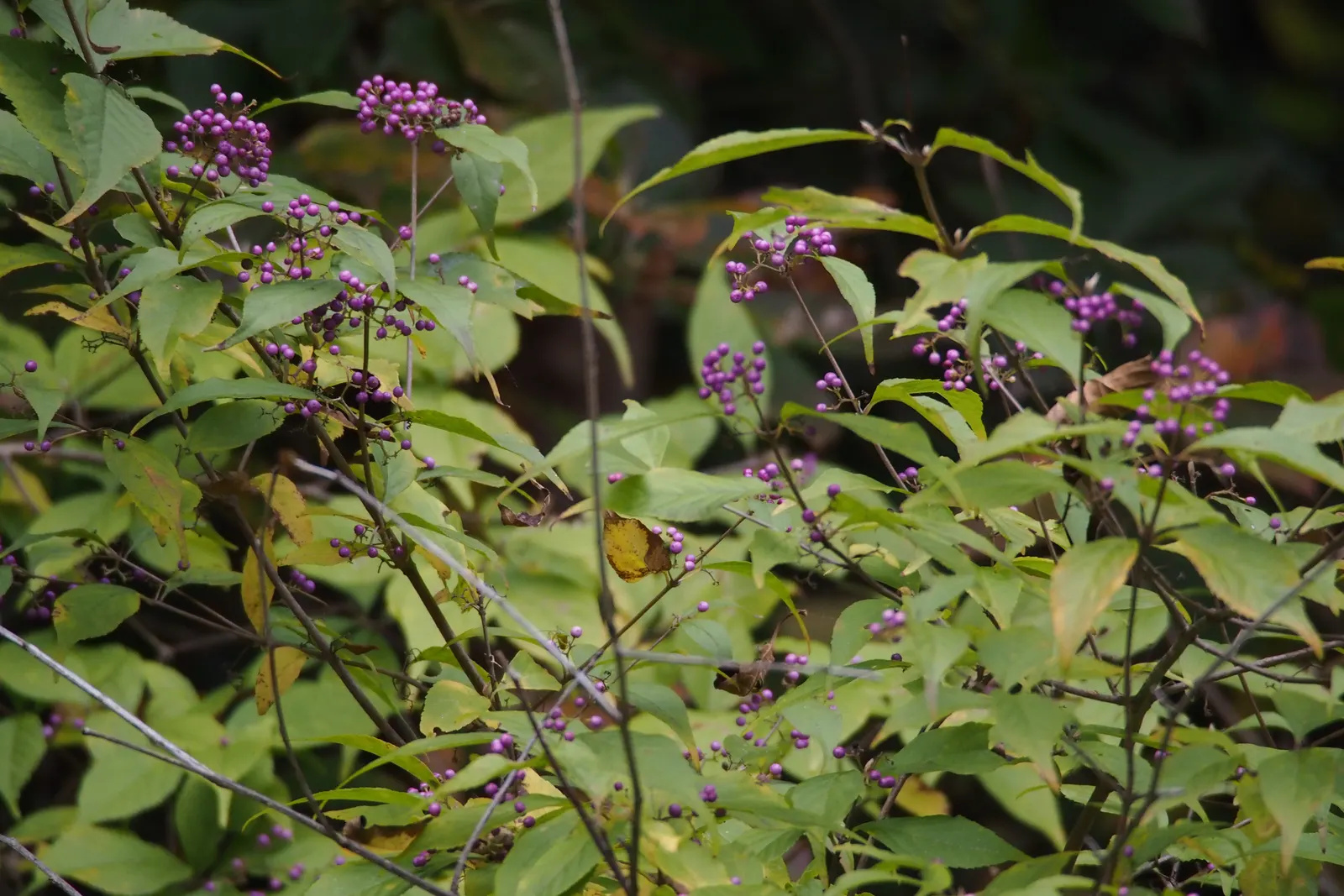 Beautyberry (Callicarpa Bodinieri) — shrub for full or half; and can attract birds and beneficial wildlife to their garden