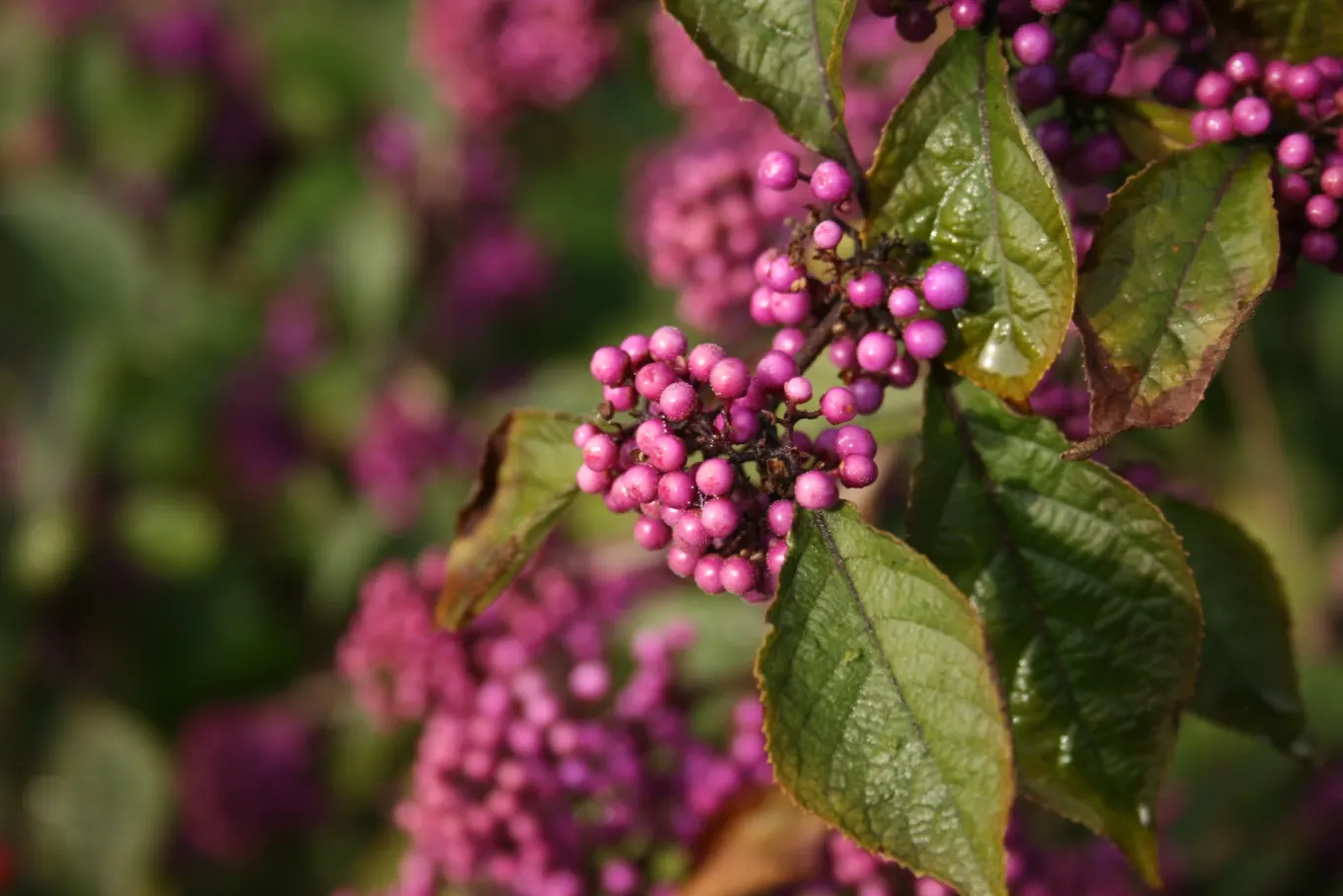 Beautyberry (Callicarpa Bodinieri) — glossy berries that follow; its striking berries attract birds, adding dynamic life to the landscape, image 159