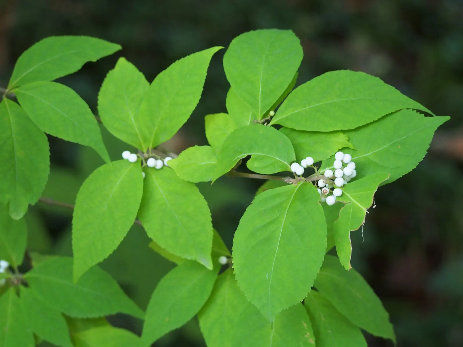 Beautyberry (Callicarpa Bodinieri) — Regular pruning in late winter can enhance the shrub's form and promote vigorous growth; thriving in full sun, image 114