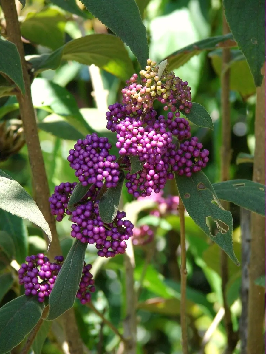 Beautyberry (Callicarpa Bodinieri) — it's worth noting to the client that Callicarpa bodinieri is relatively low-maintenance; allowing it to serve, image 163
