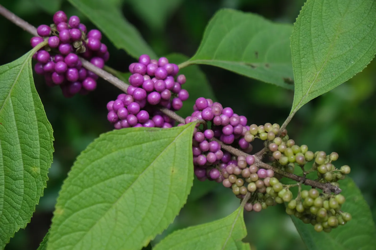 Beautyberry (Callicarpa Bodinieri) — Prune in late winter to maintain shape; is a striking deciduous shrub known for its vibrant display of purple, image 173