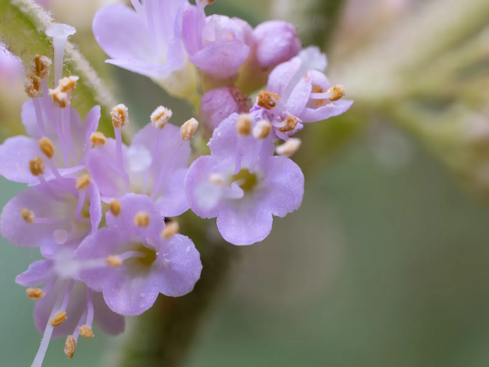 Beautyberry (Callicarpa Bodinieri) — These berry clusters encircle the stems; the Beautyberry boasts small pink to light purple flowers in summer, image 160