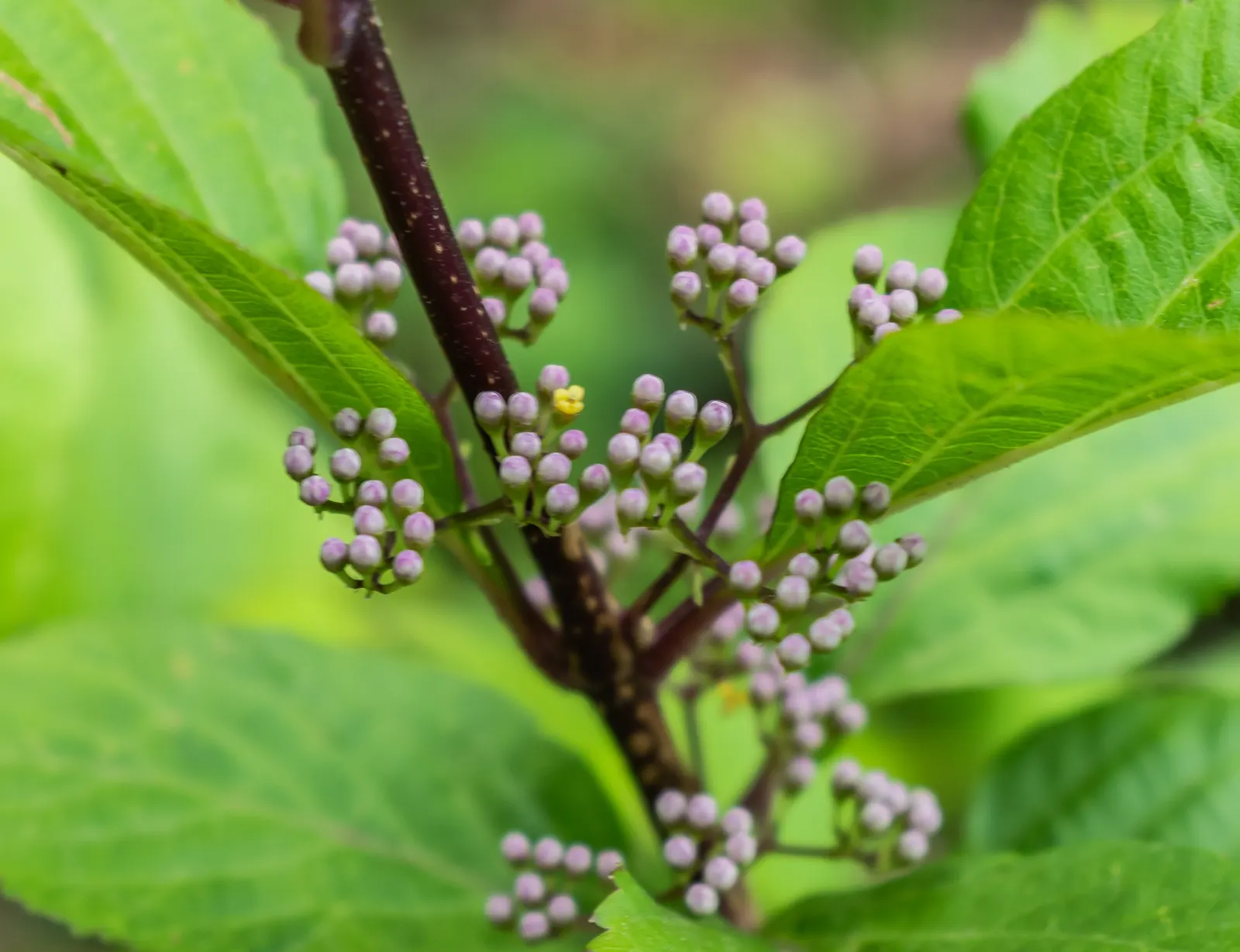 Beautyberry (Callicarpa Bodinieri) — after delicate pink flowers in summer; it thrives in USDA hardiness zones 5 through 8, image 74