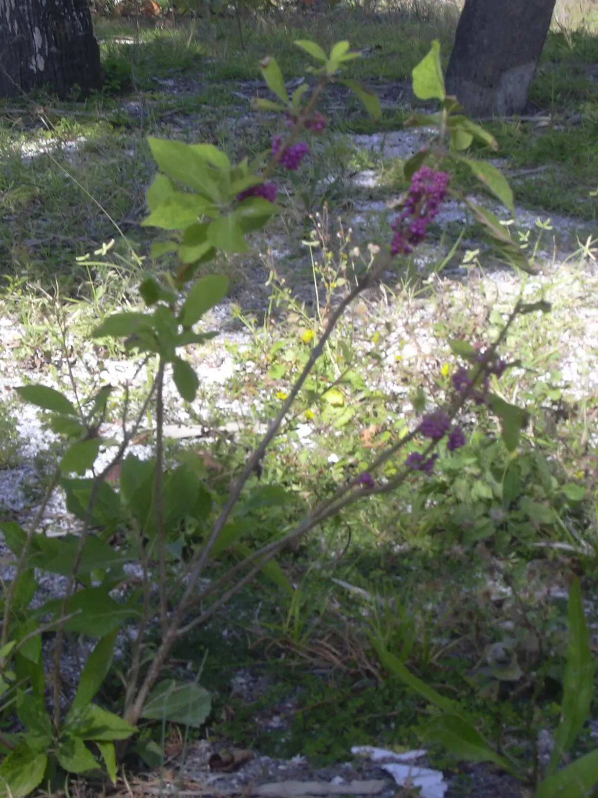 Beautyberry (Callicarpa Bodinieri) — commonly referred to as Beautyberry; pink and purple flowers in the garden, image 79