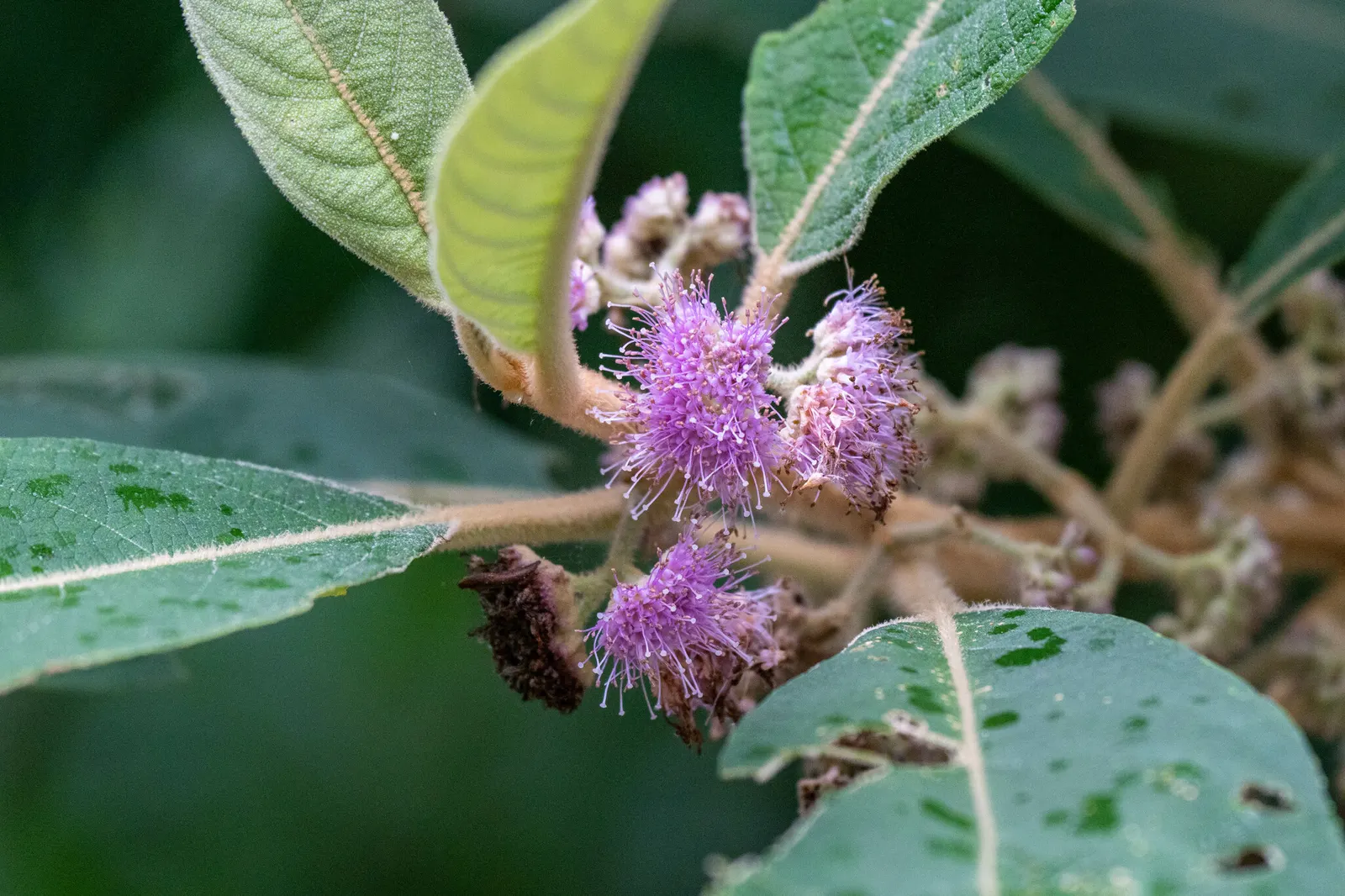 Beautyberry (Callicarpa Bodinieri) — These berry clusters encircle the stems; the Beautyberry boasts small pink to light purple flowers in summer, image 64