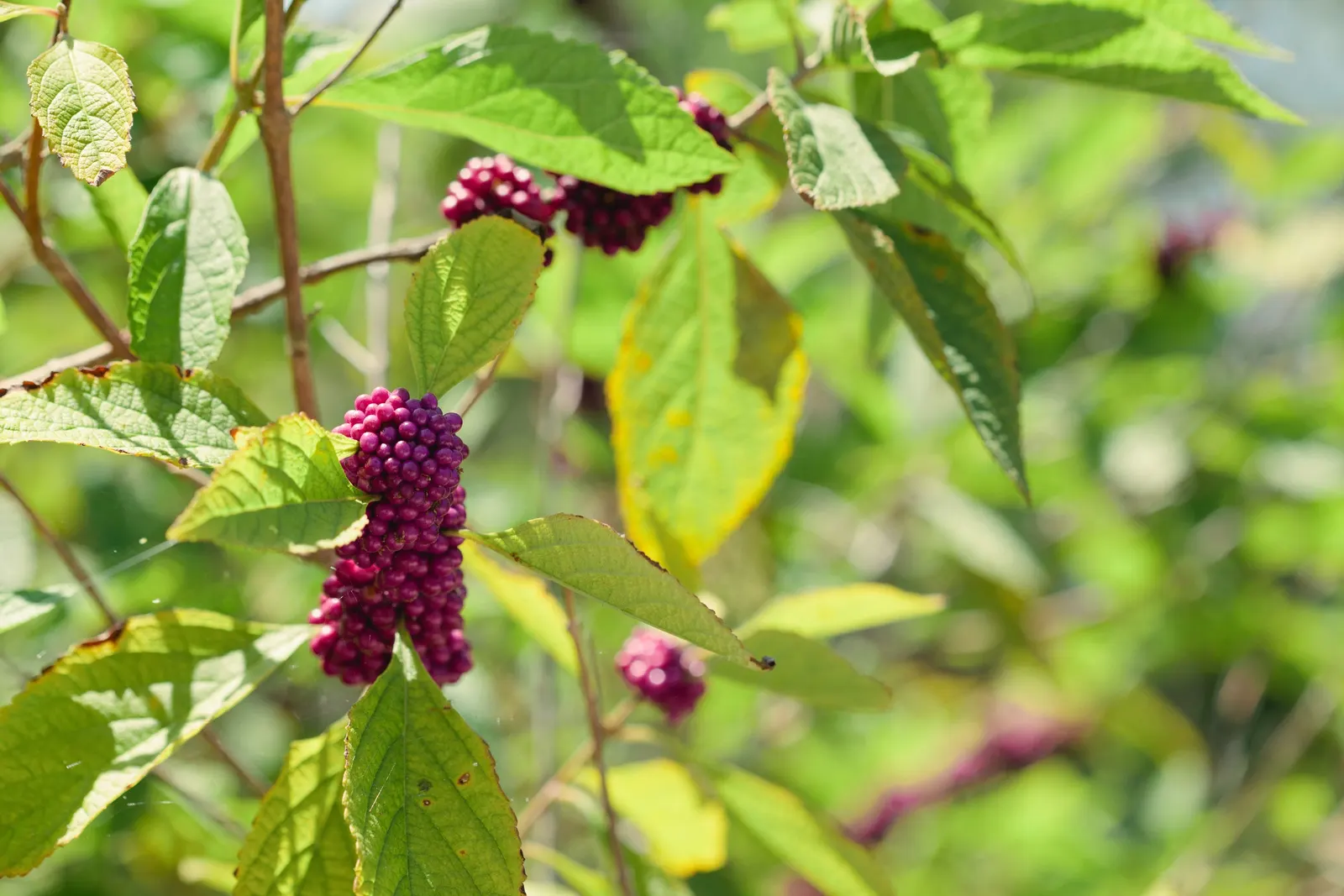 Beautyberry (Callicarpa Bodinieri) — Hardy in USDA zones 5-8, it requires well-drained soil; is a deciduous shrub boasting clusters of vibrant, image 172