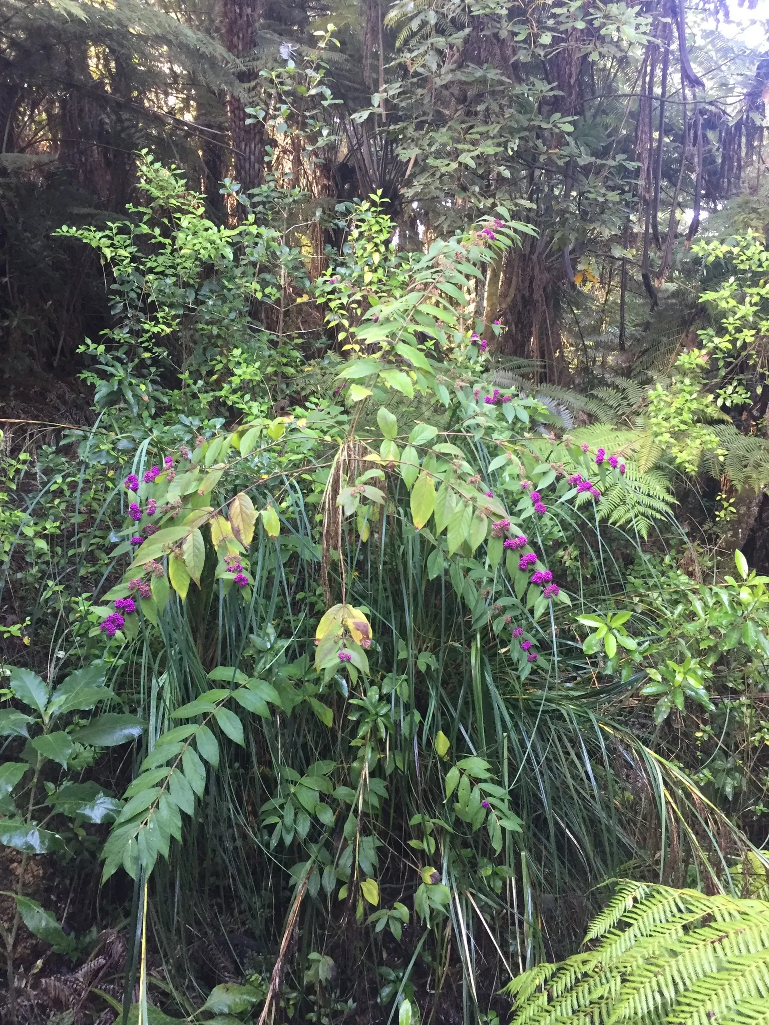 Beautyberry (Callicarpa Bodinieri) — it is recommended to plant the Beautyberry in full sun; requiring minimal attention once established