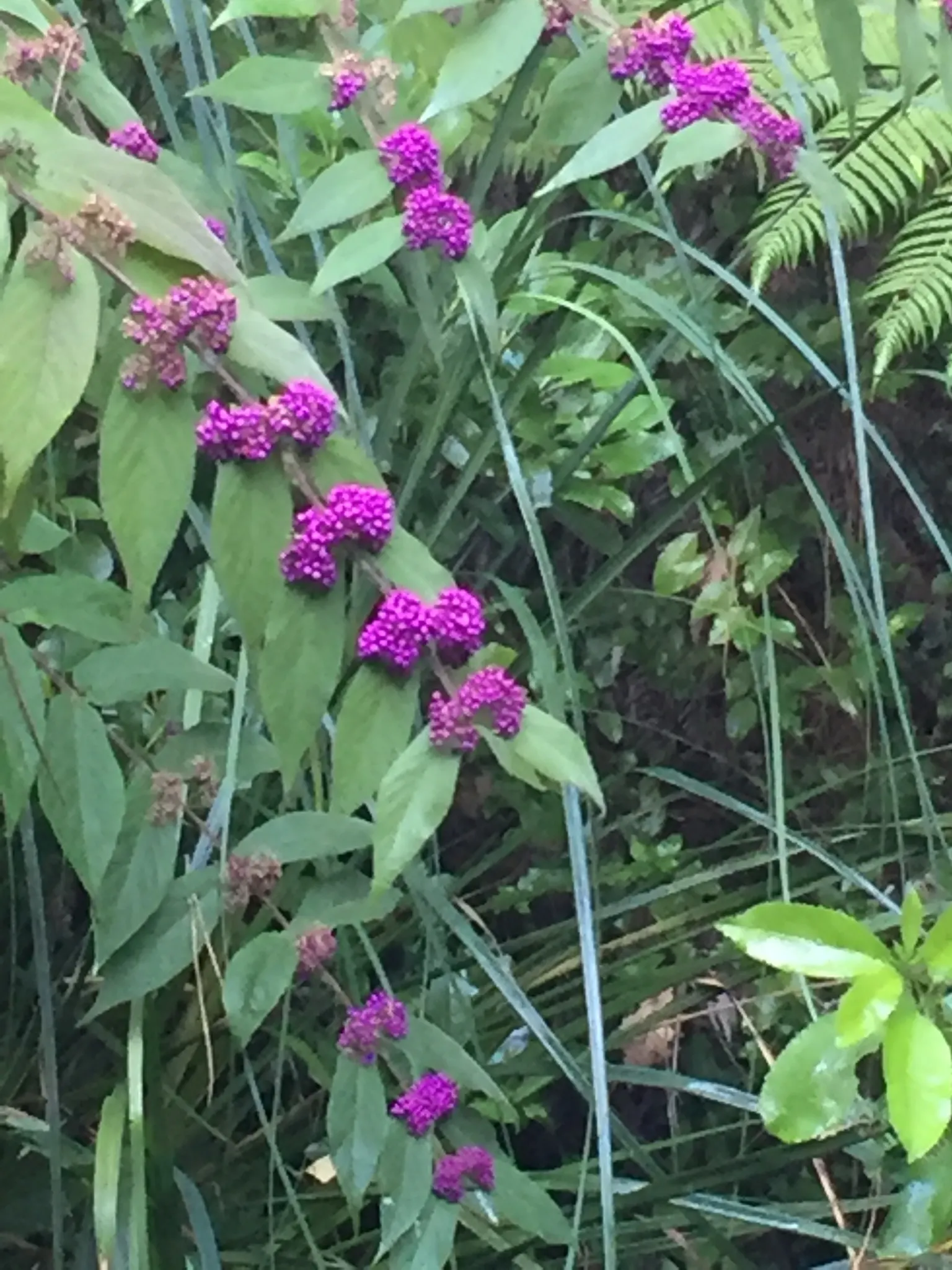 Beautyberry (Callicarpa Bodinieri) — is a striking deciduous shrub known for its vibrant display of purple berries in late summer and fall; prune, image 128