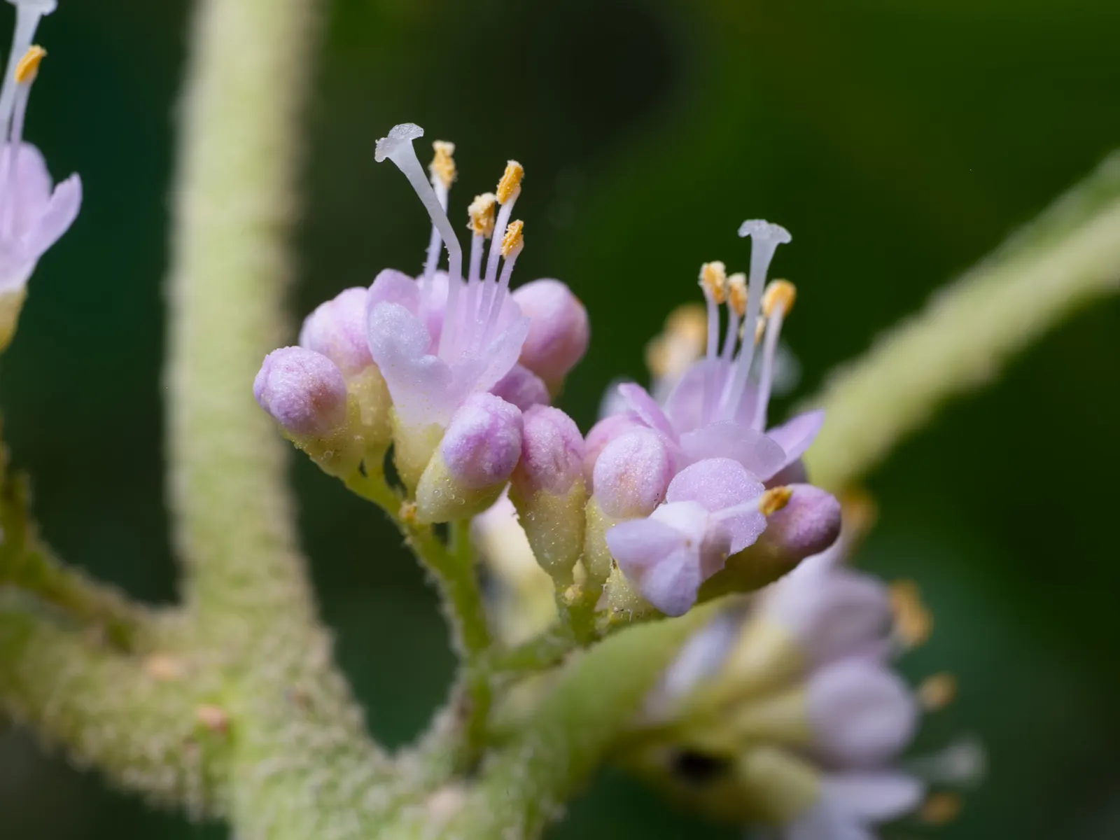 Beautyberry (Callicarpa Bodinieri) — Hardy in USDA zones 5-8, it requires well-drained soil; is a deciduous shrub boasting clusters of vibrant, image 52