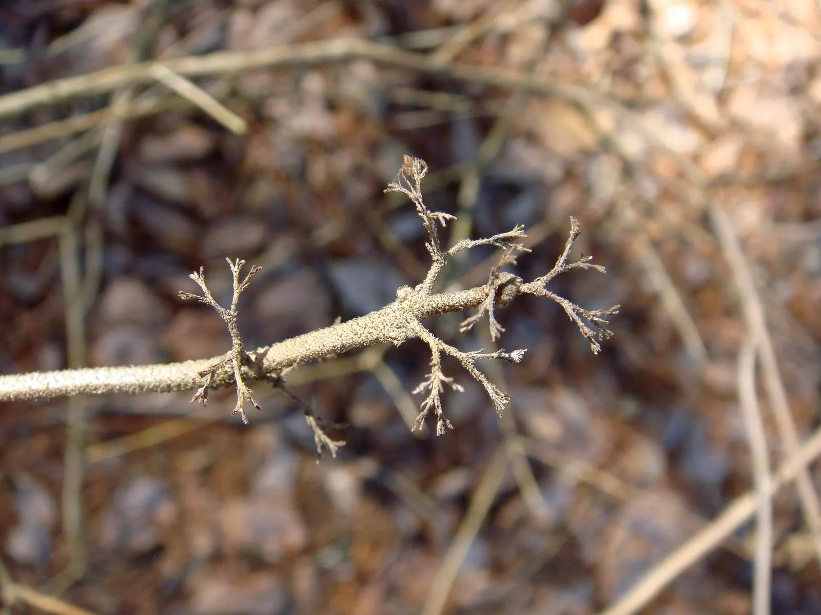 Beautyberry (Callicarpa Bodinieri) — it is recommended to plant the Beautyberry in full sun; requiring minimal attention once established, image 89