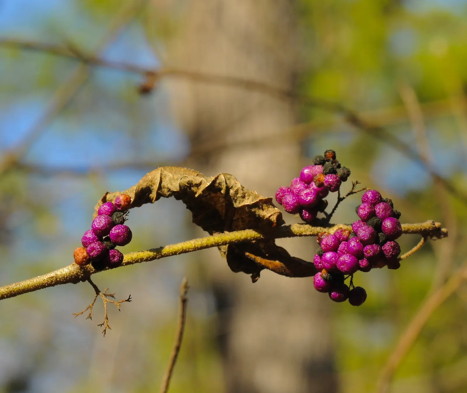 Beautyberry (Callicarpa Bodinieri) — commonly referred to as Beautyberry; pink and purple flowers in the garden, image 55