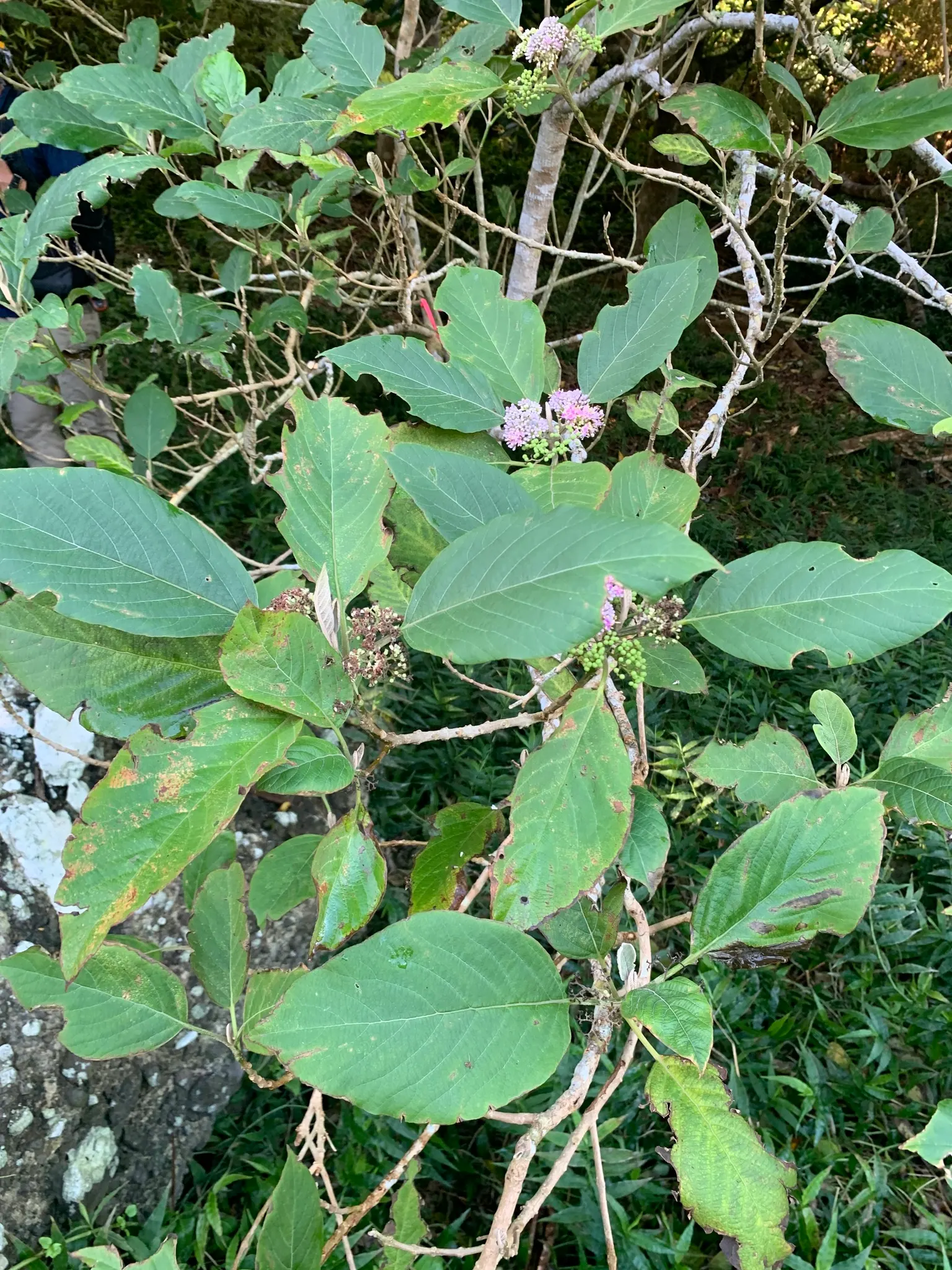 Beautyberry (Callicarpa Bodinieri) — This plant typically reaches a mature height of 3 to 6 feet and spreads out 3 to 5 feet; preferring a sunny to, image 81