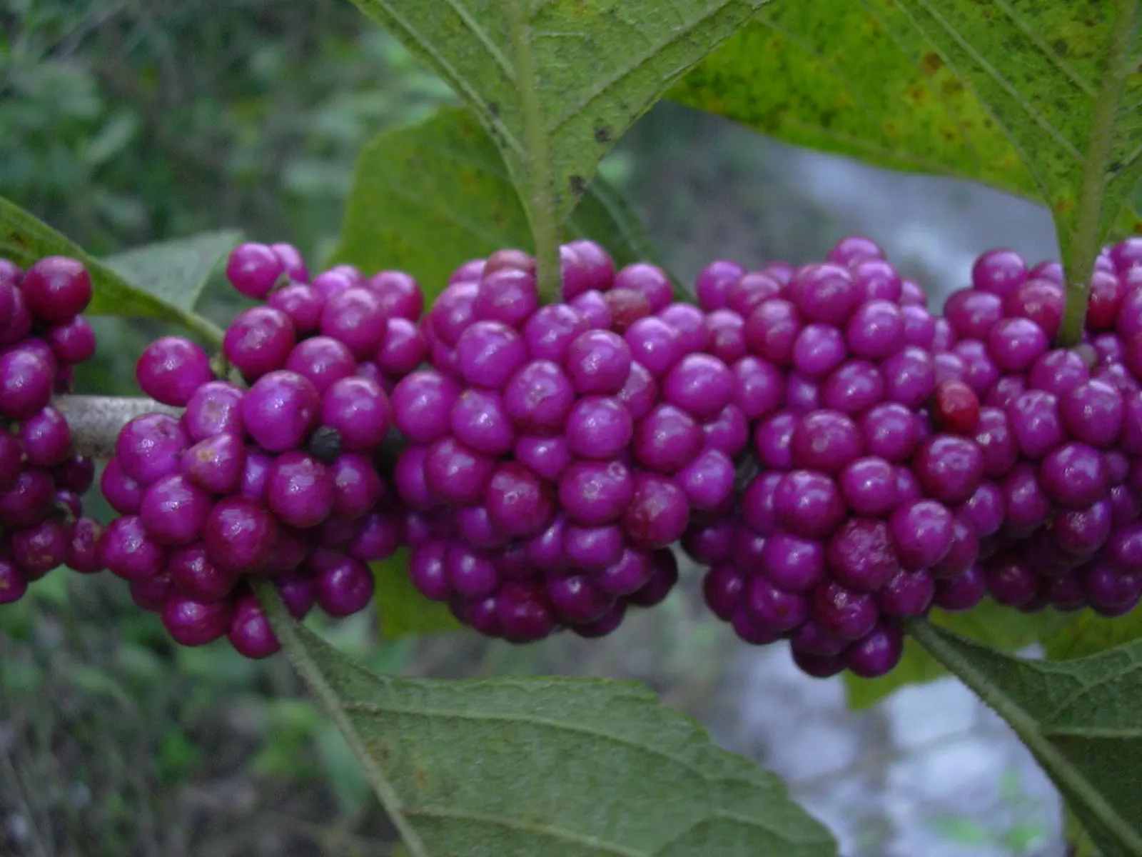 Beautyberry (Callicarpa Bodinieri) — preferring a sunny to part shade location with well-drained soil; this plant typically reaches a mature height, image 132