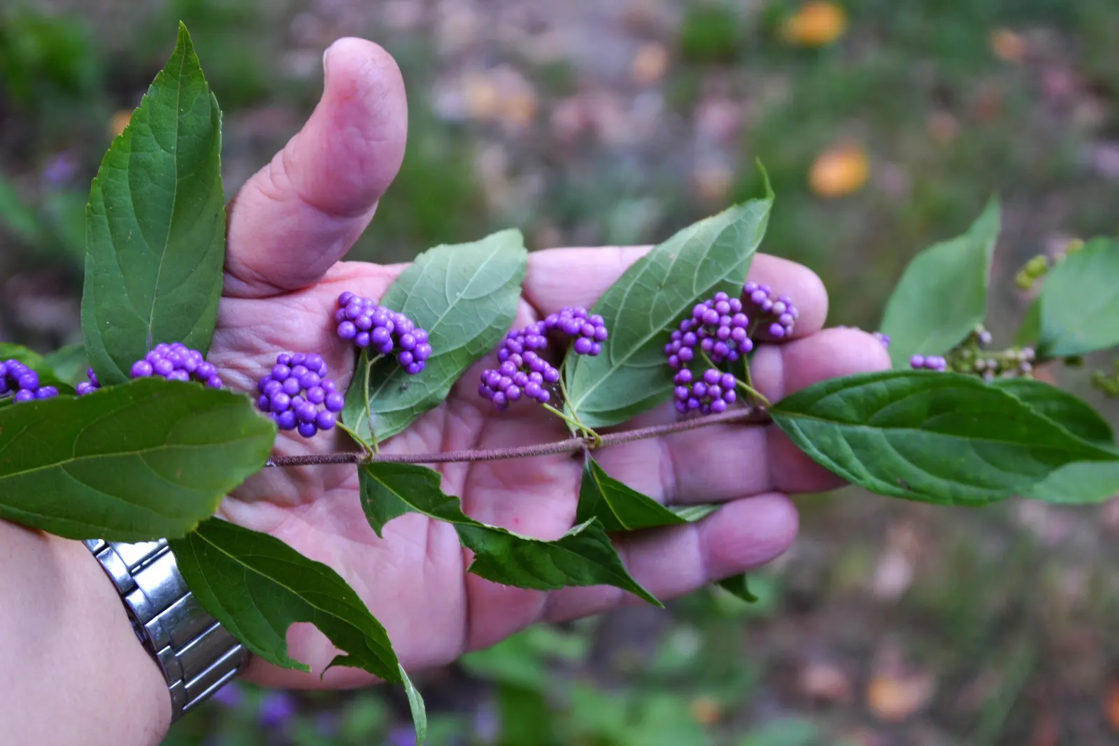 Beautyberry (Callicarpa Bodinieri) — glossy berries that follow; its striking berries attract birds, adding dynamic life to the landscape, image 111